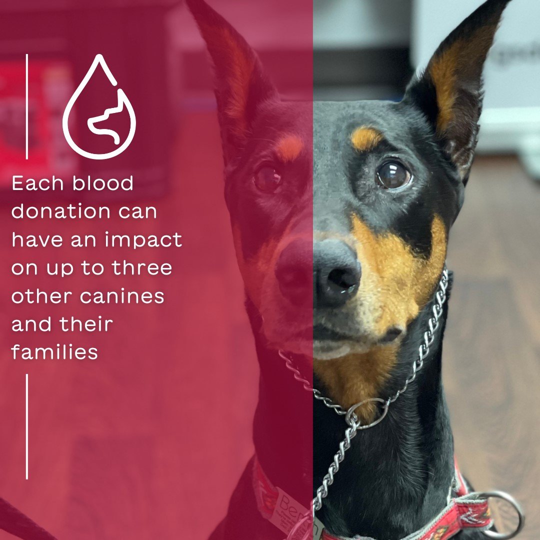 Each Blood Donation Saves 3.jpeg