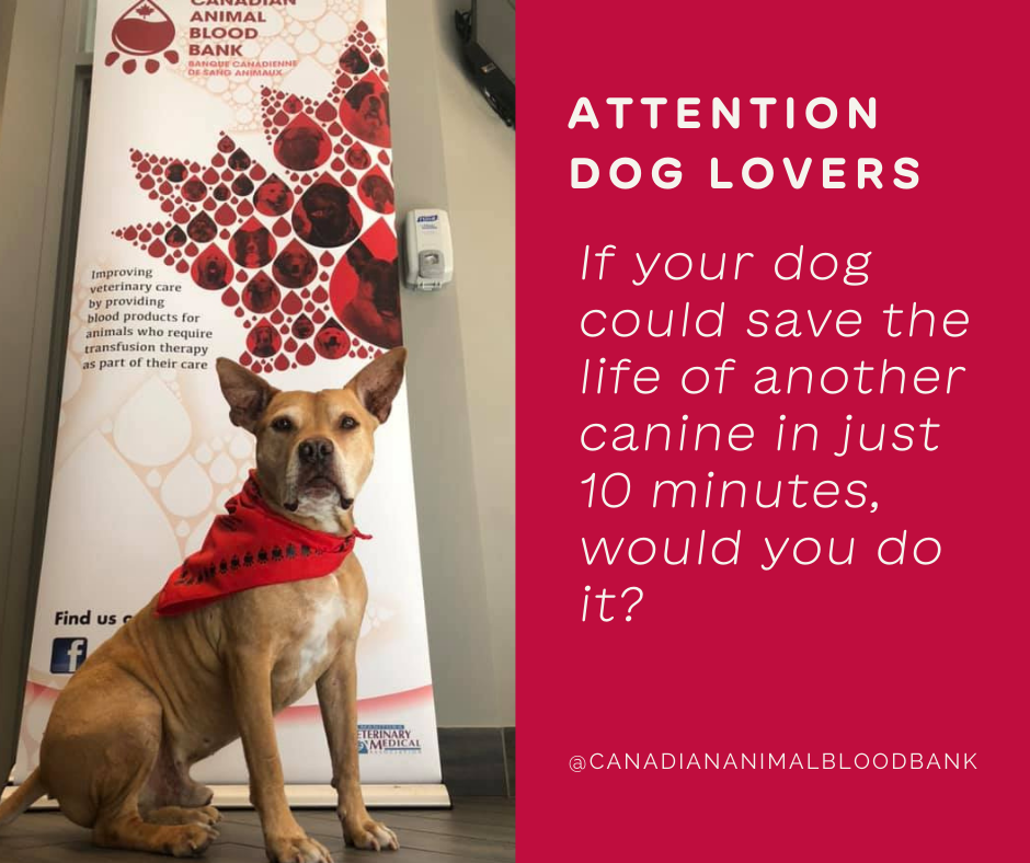 If your dog could.png