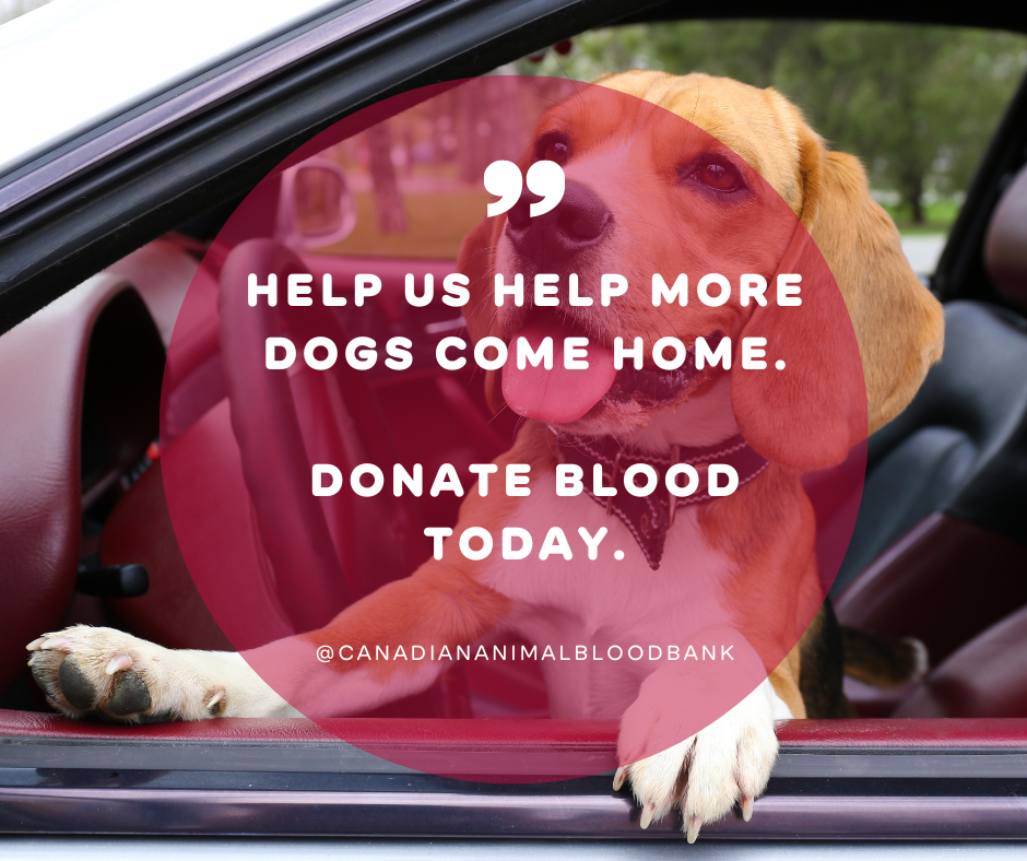 Help More Dogs Come Home. (1).png