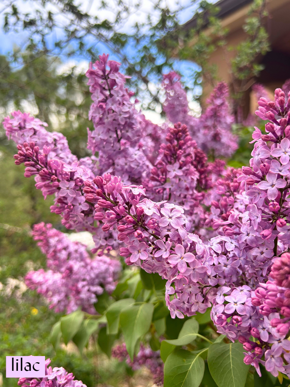 5.26+Lilac+.png