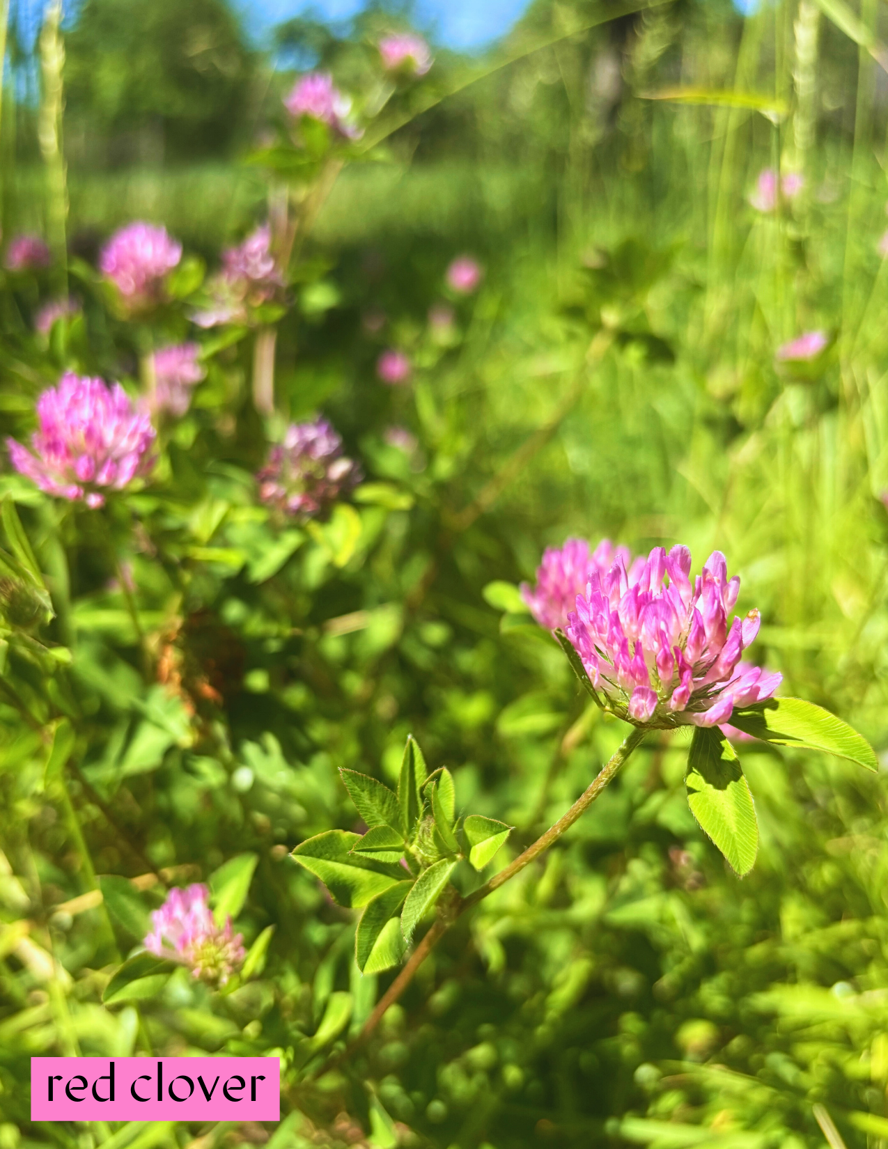 Red Clover Flower Essence.png
