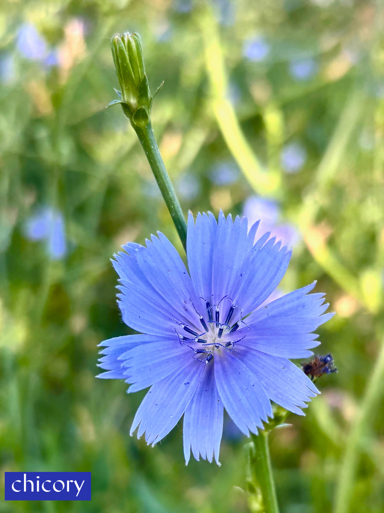 Chicory Energetic Essence