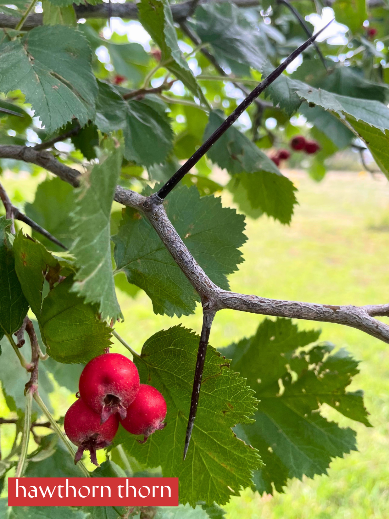 6.1.26+Hawthorn+Thorn.png