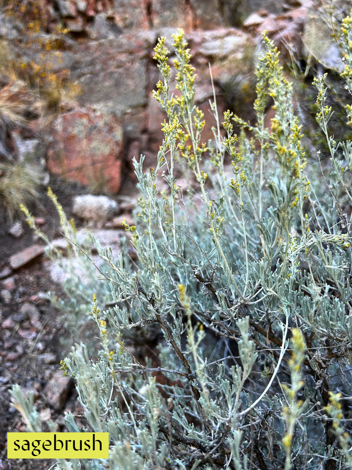 Sagebrush Energetic Essence