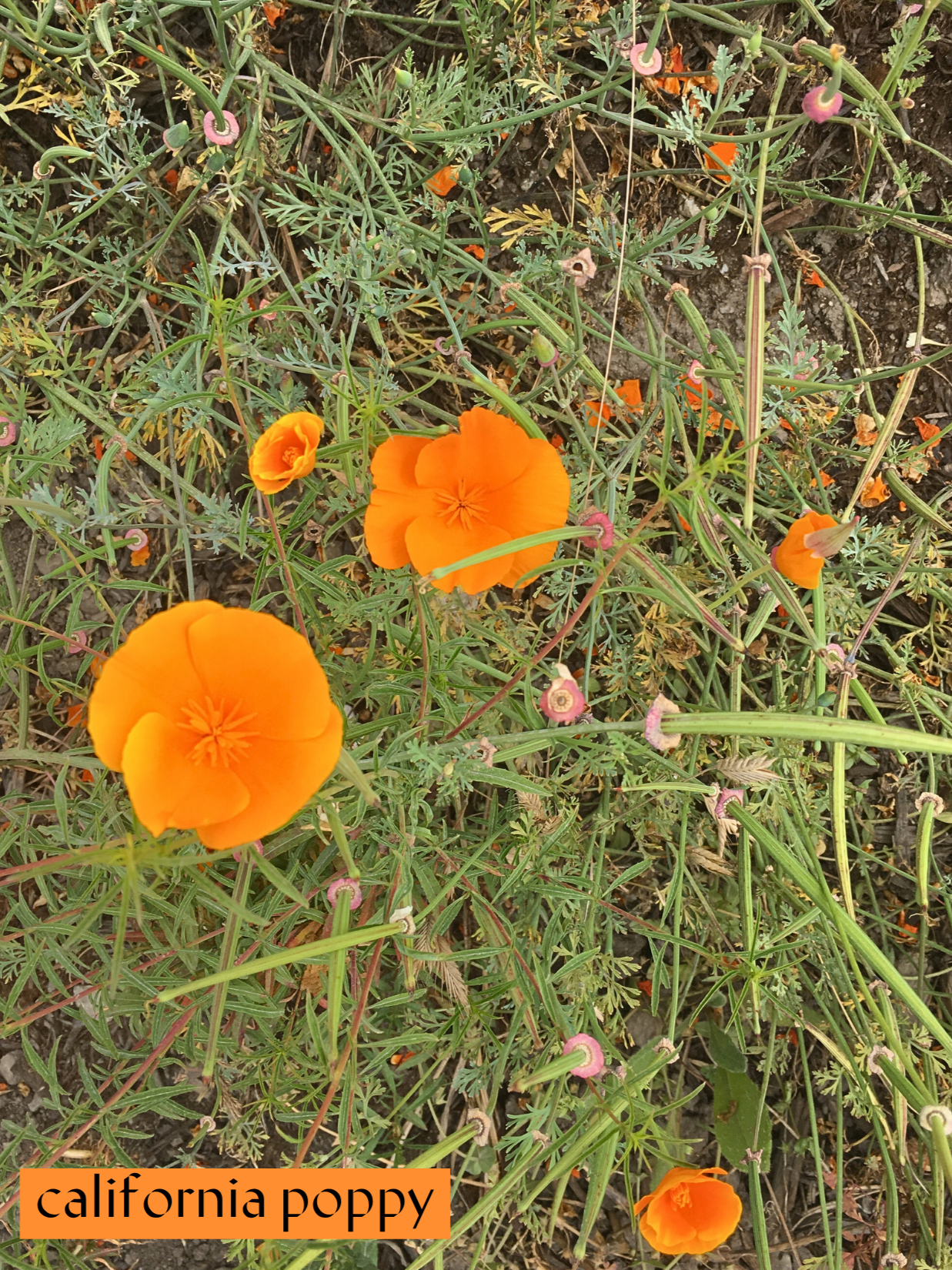 4.26+California+Poppy+.png