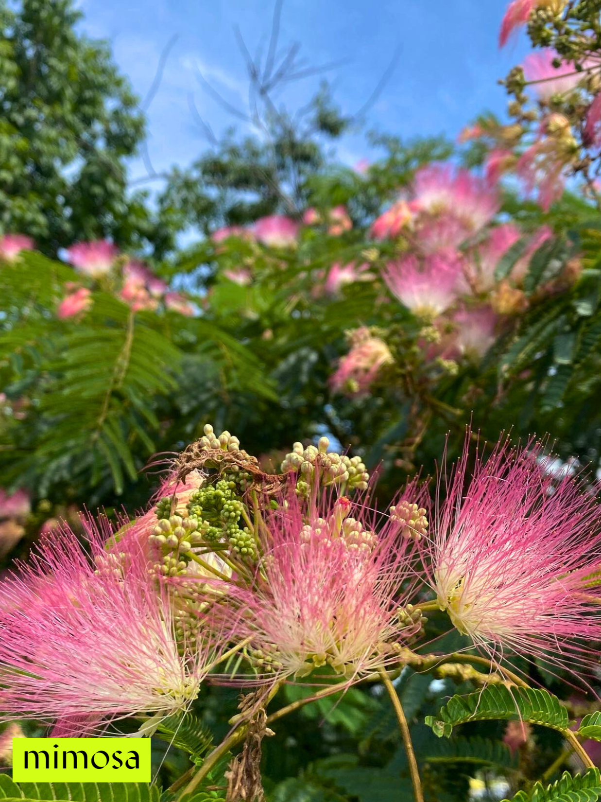 Mimosa Energetic Essence