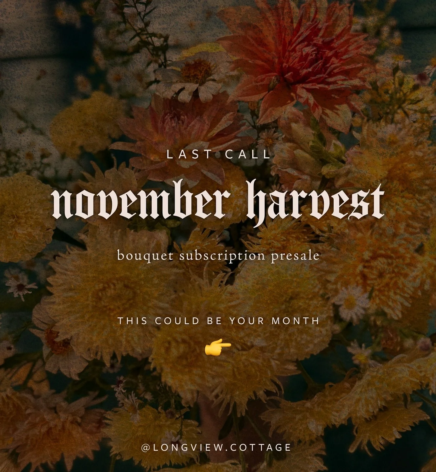 last call for november subscriptions!

friday, oct 31 (halloween!) is the last day to pre-purchase weekly bouquets of these babes. Treat yourself, or gift the subscription to a baddie that deserves gorgeous blooms!

You can&rsquo;t find these farm-fr