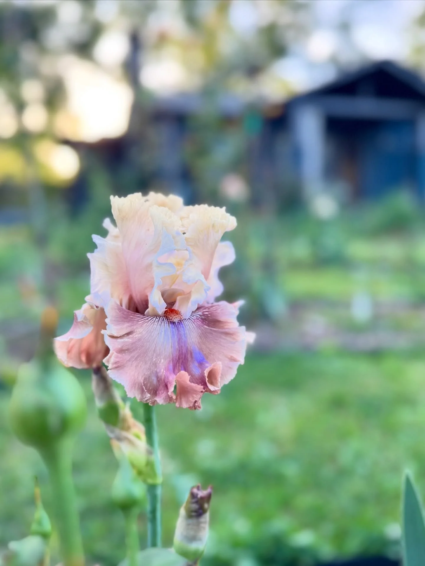 Bearded iris appreciation post before I spam your feed with roses 🌞

#birminghamflowers #homewoodal #flowerfarm #seasonalflowers #iris