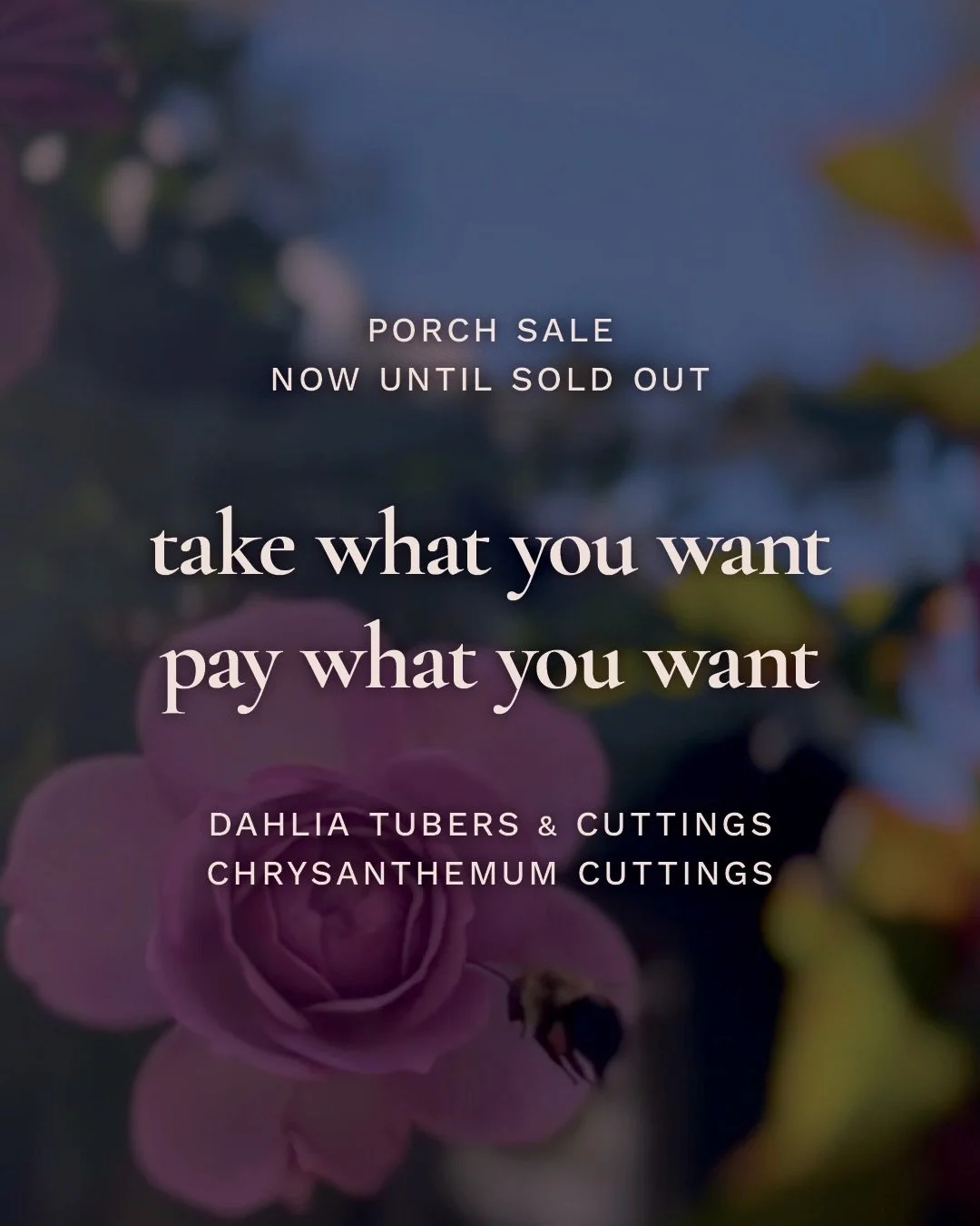 A little bit of sad news.. due to unforeseen circumstances, I&rsquo;ll be pausing the farm for an indefinite amount of time.

I&rsquo;m making my stash of dahlia tubers and cuttings, mum cuttings, and more available for porch pickup here at Longview 