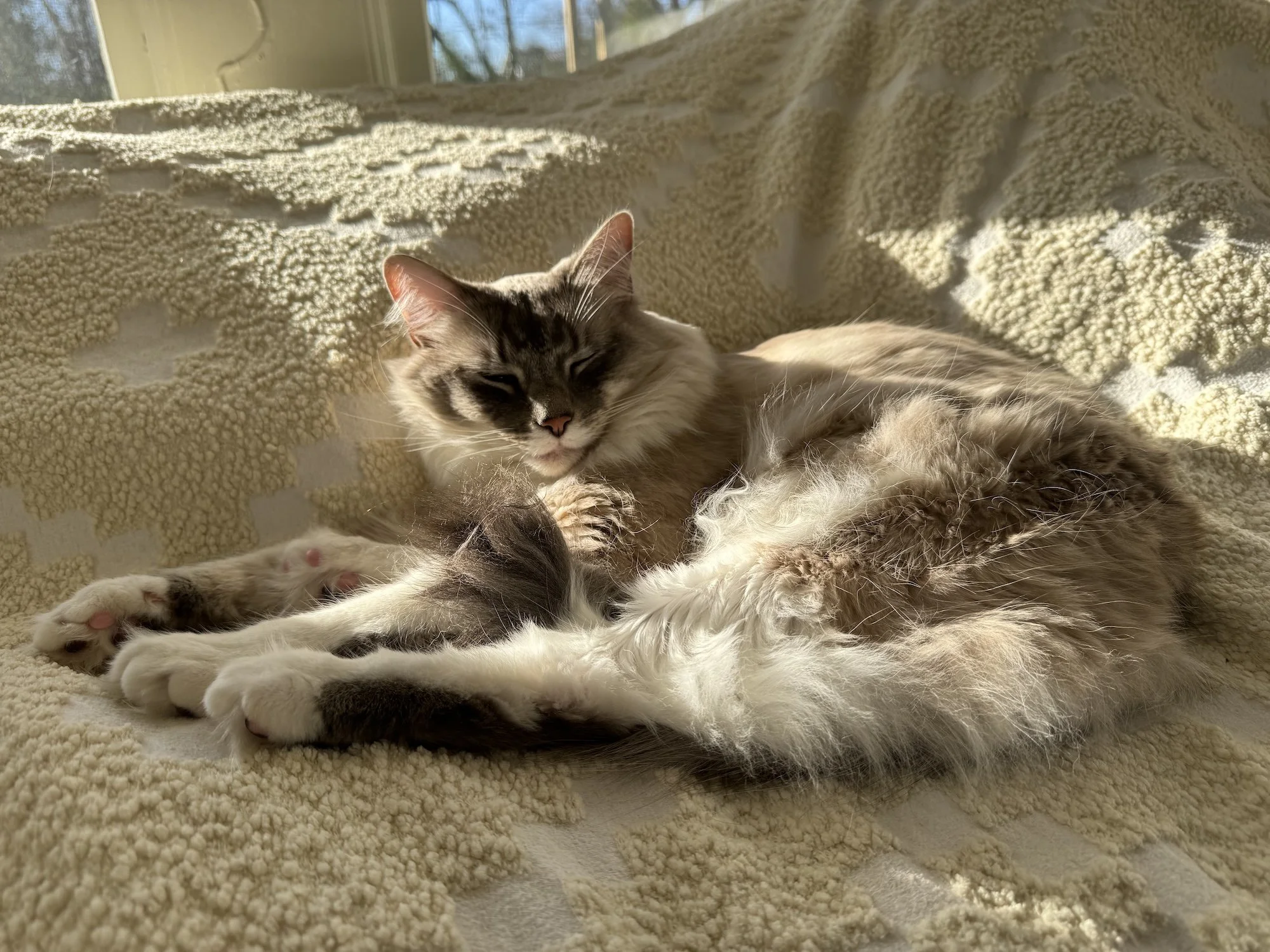 Sokka, the resident cottagecore cat and familiar at Longview Cottage flower farm