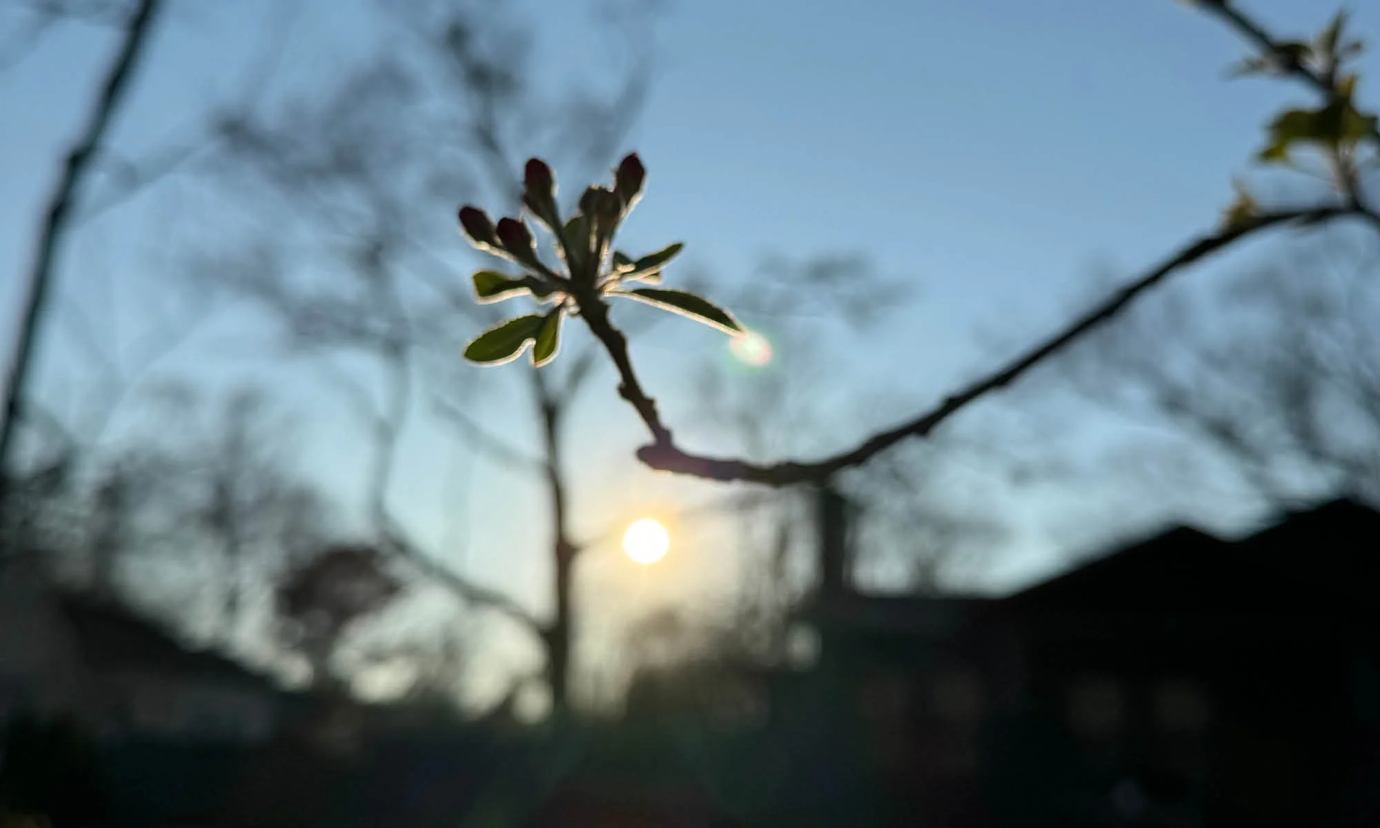 budding branch at sunset on the grounds of Longview Cottage