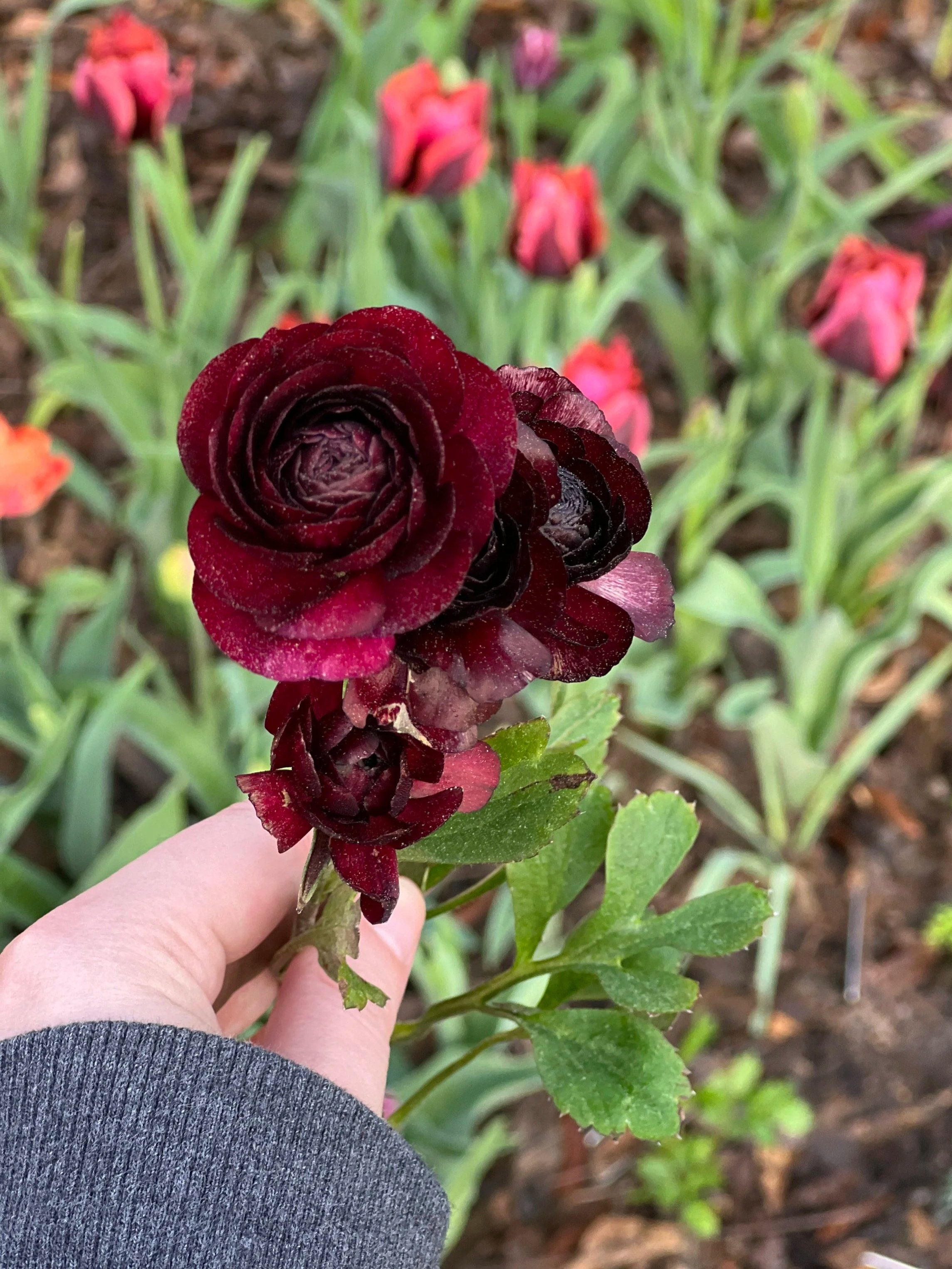 black ranunculus blossom and slawa tulips in the garden of longview cottage flower farm birmingham alabama