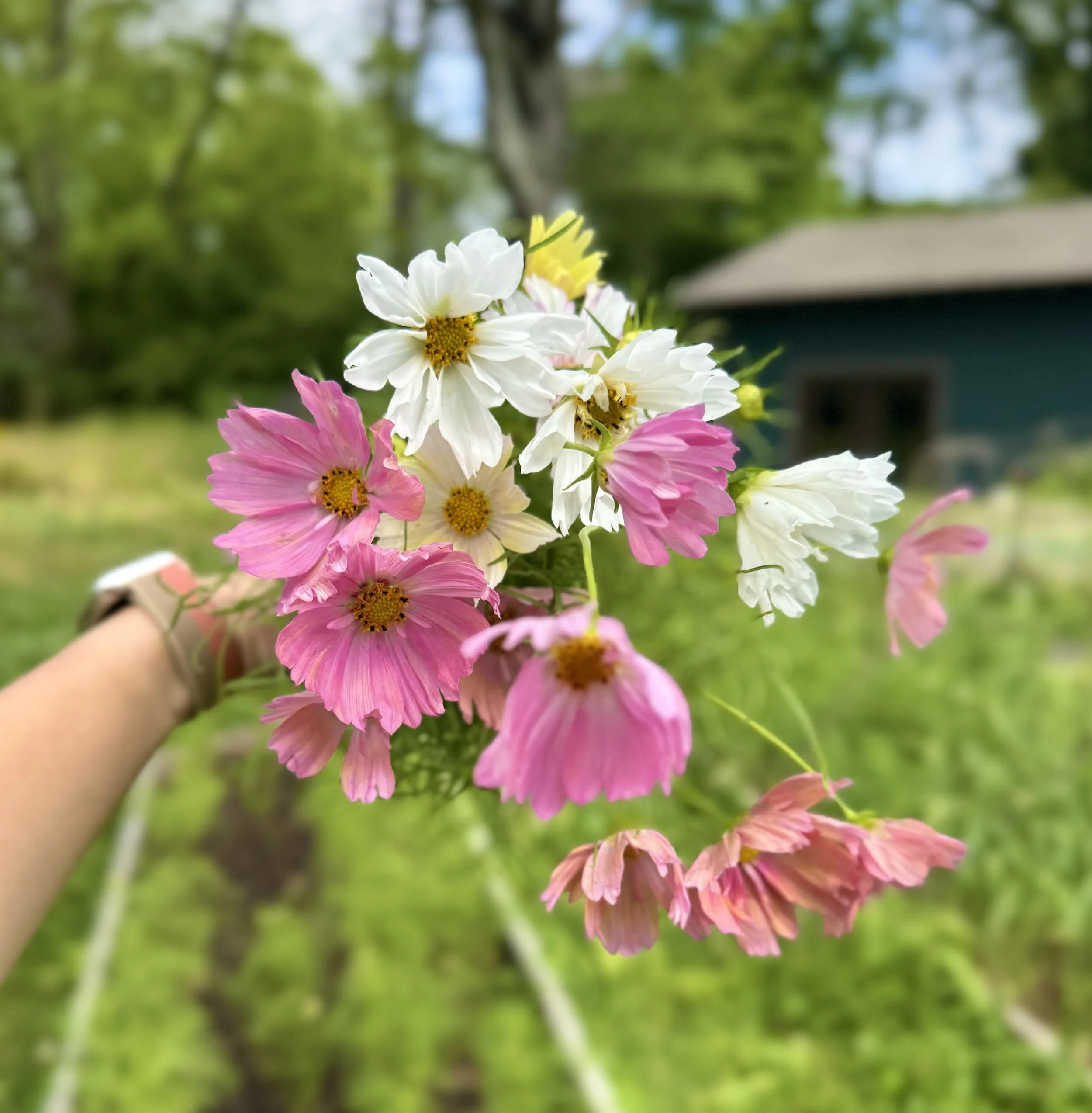 the keeper of the cottage holding seasonal heirloom cosmos in the secret garden flower fields, Birmingham