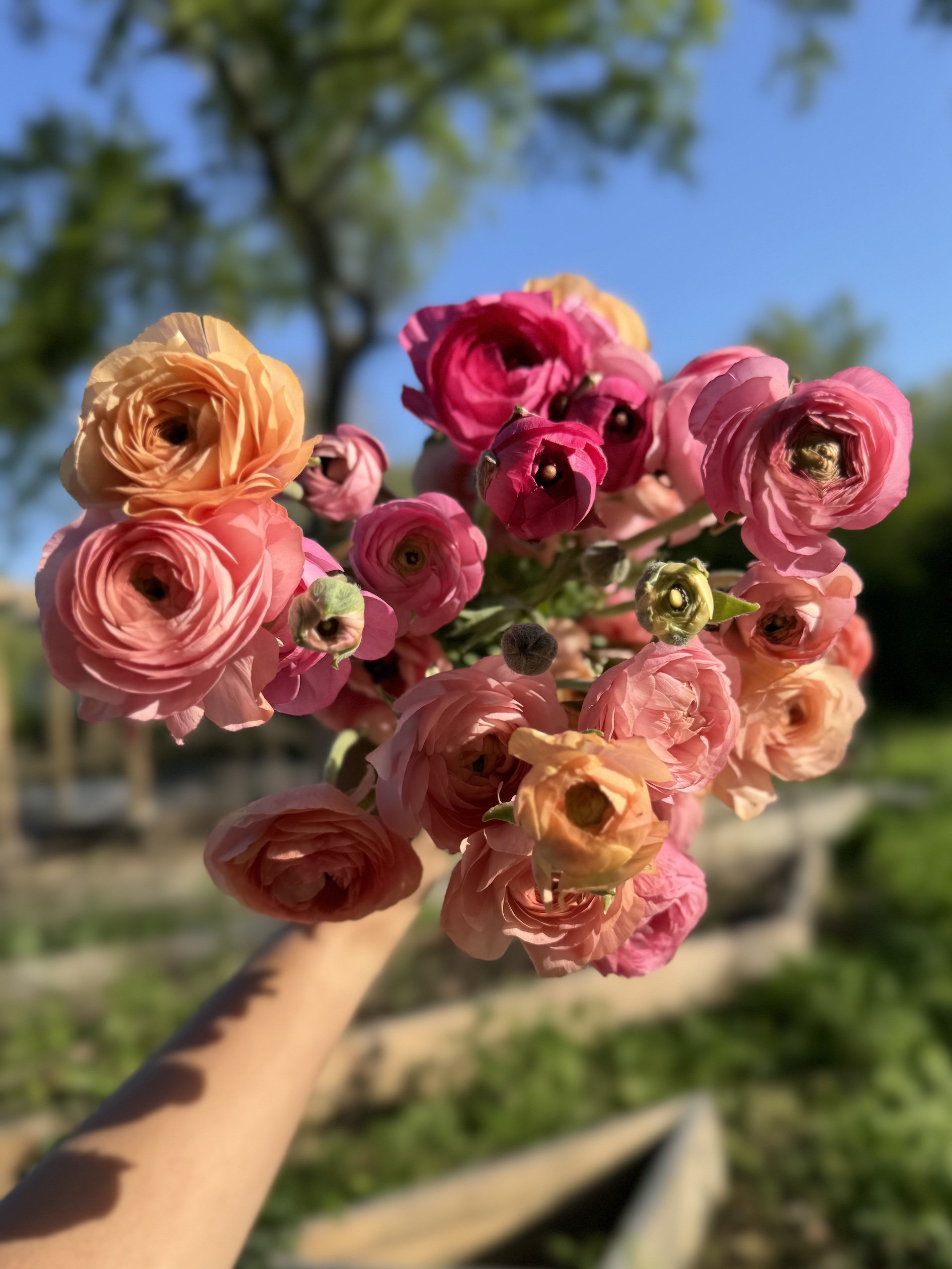 Handheld bunch of peonies in shades of pink peach apricot and coral