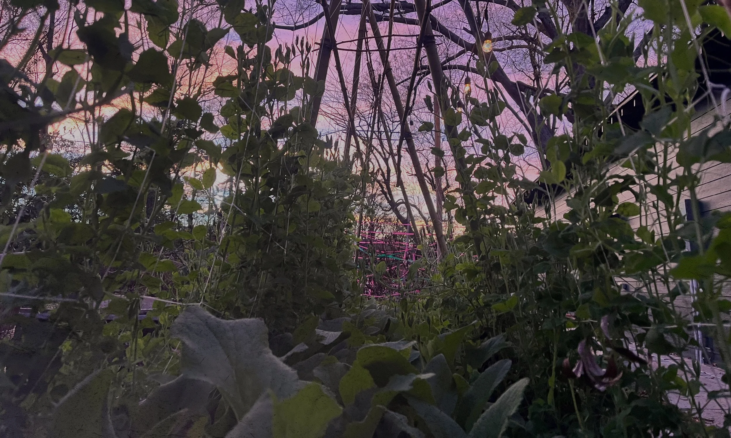 Sweet pea vines growing along a garden tunnel at Longview Cottage during winter.