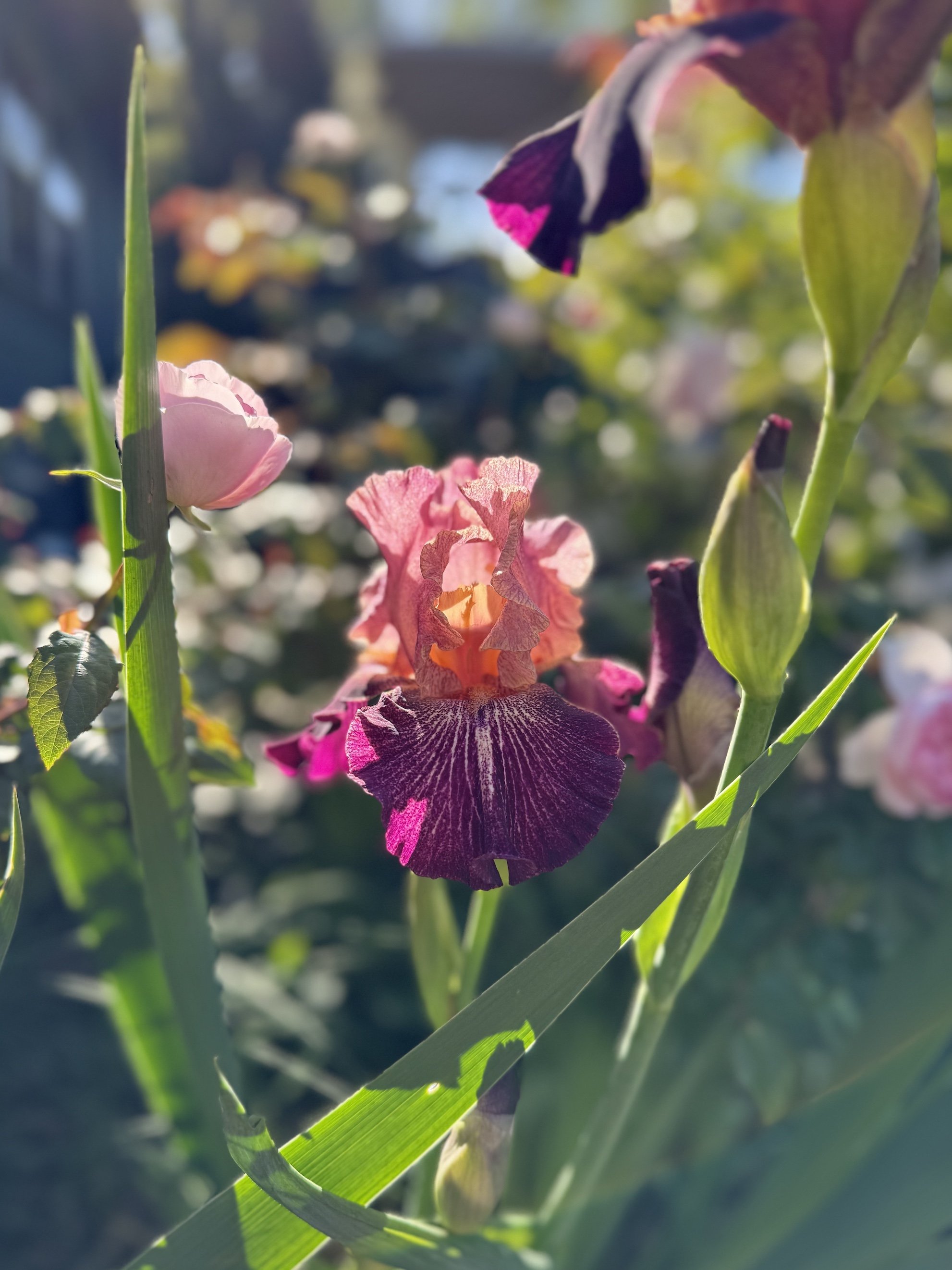 Purple pink and peach bearded iris and roses in the garden