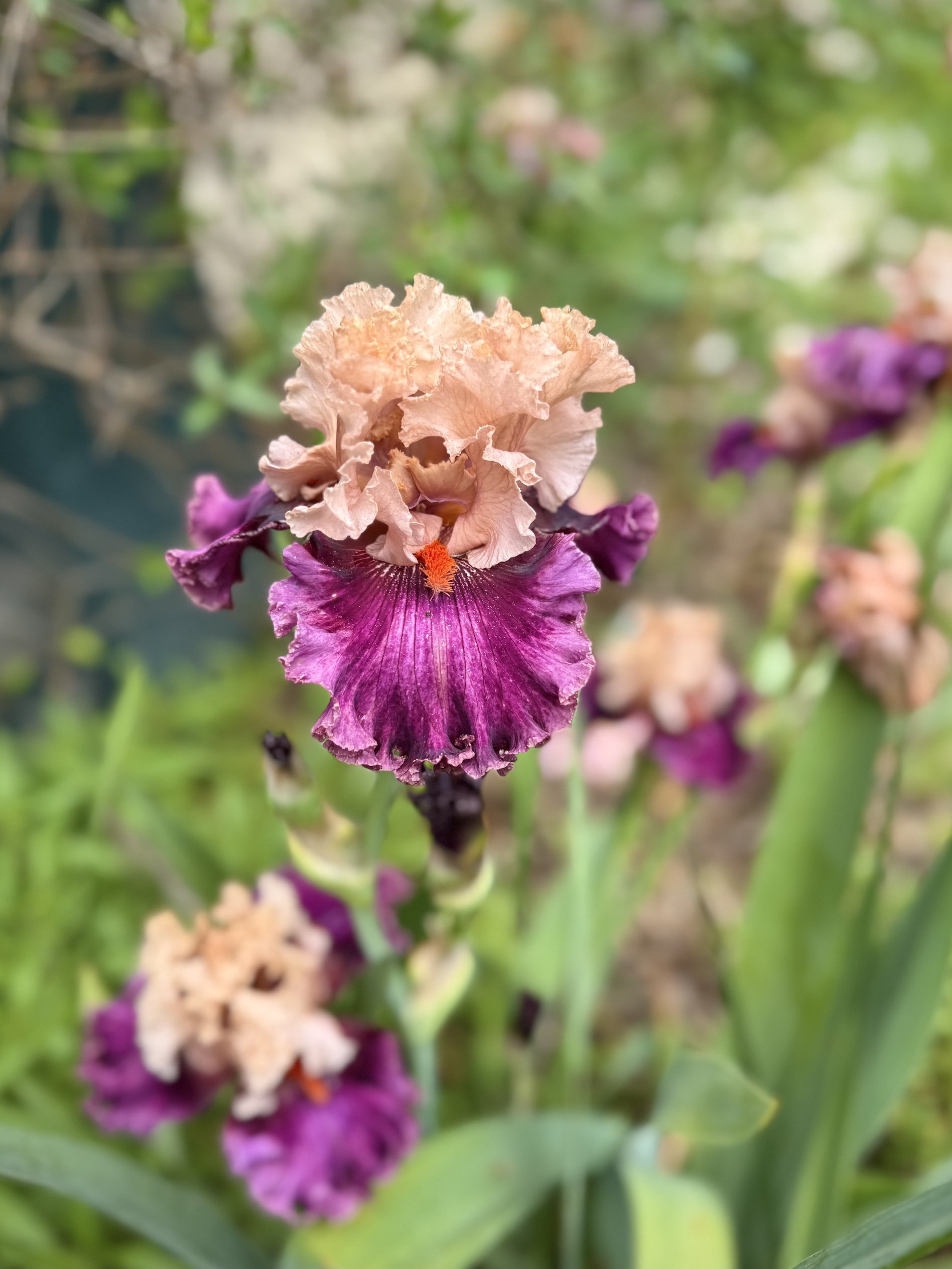 bearded iris elite
