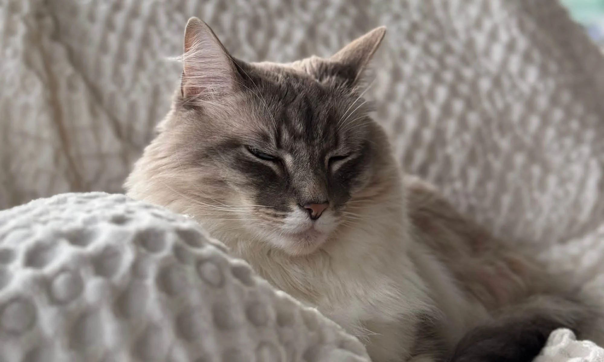 cat resting in a quiet room at Longview Cottage in winter