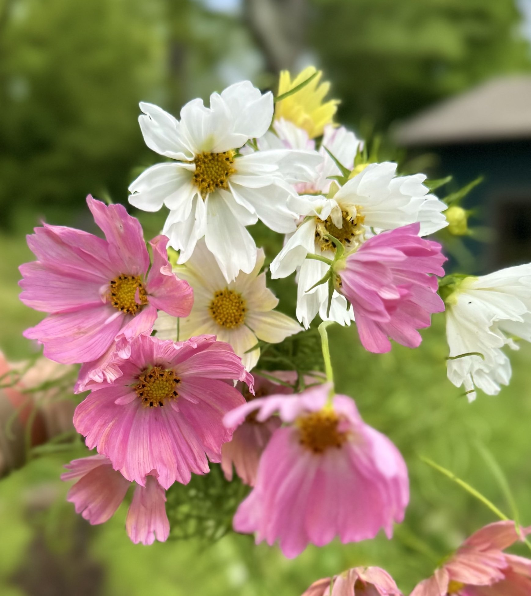 Handheld collection of pink, white, and yellow cosmos flowers in a cottage garden.