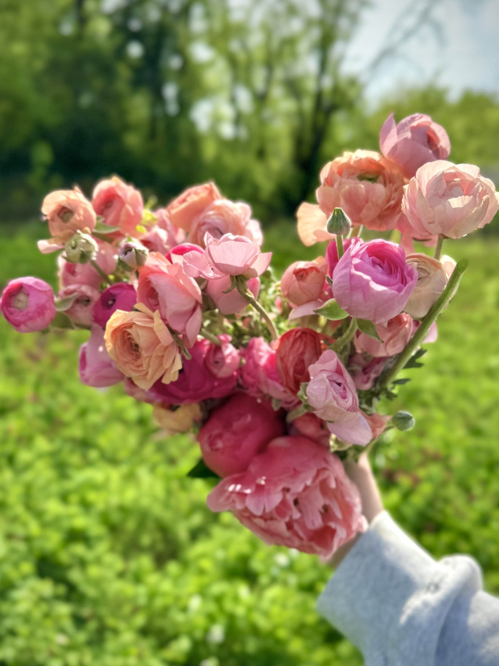 Handheld heart shaped bouquet of ranunculus and peonies