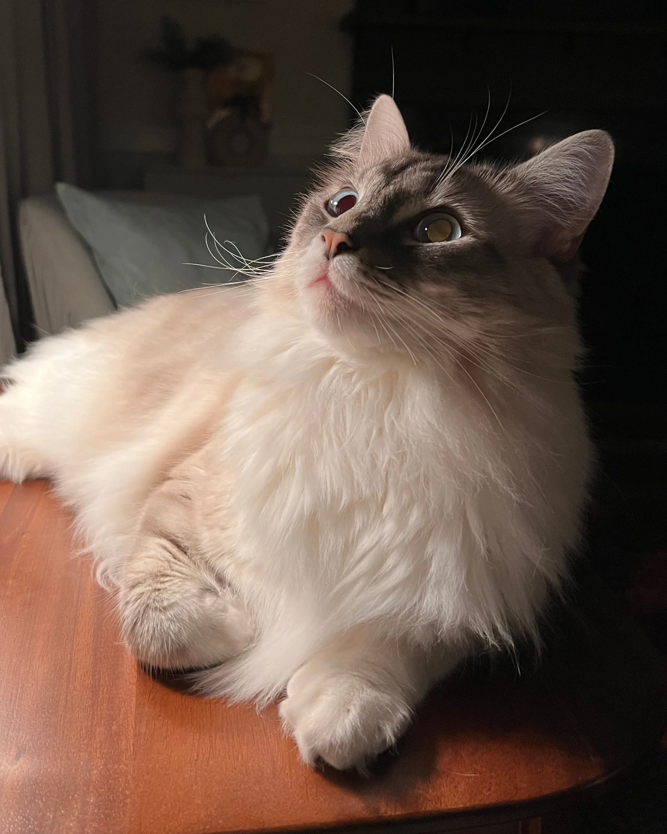 sokka the cat gazing at something in a quiet room inside Longview Cottage in late winter