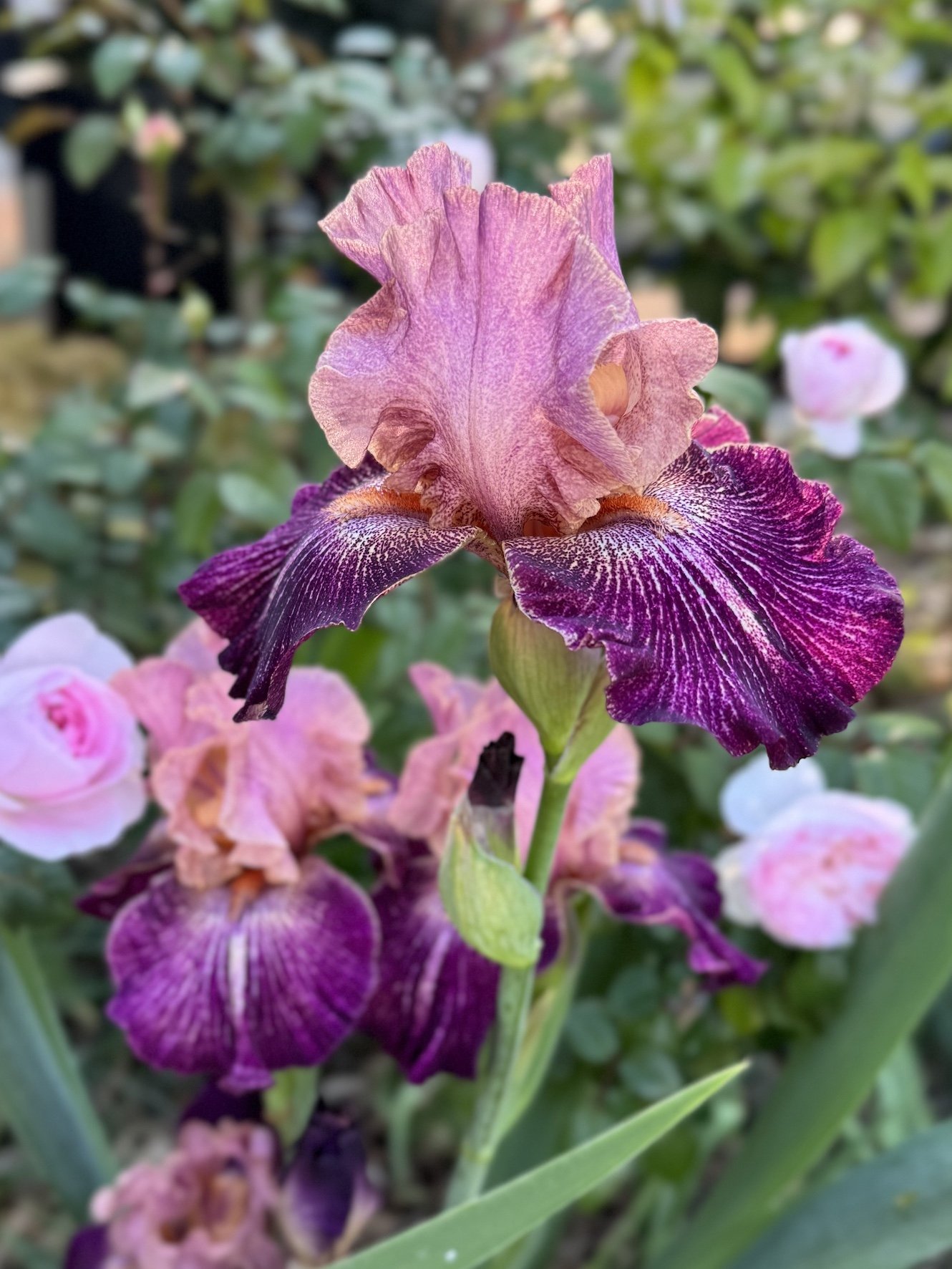 Pink and purple bearded iris and roses in the garden