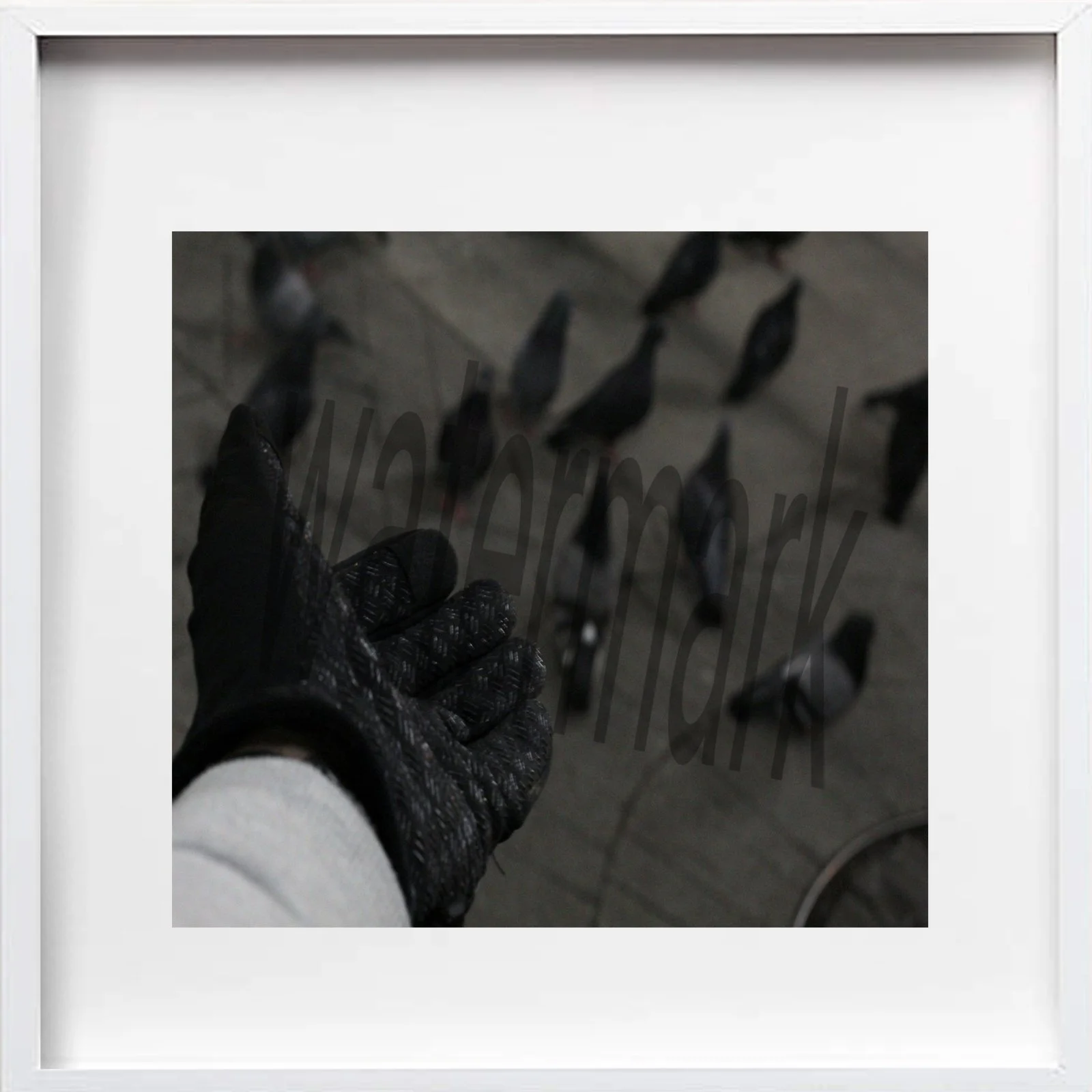 pigeons