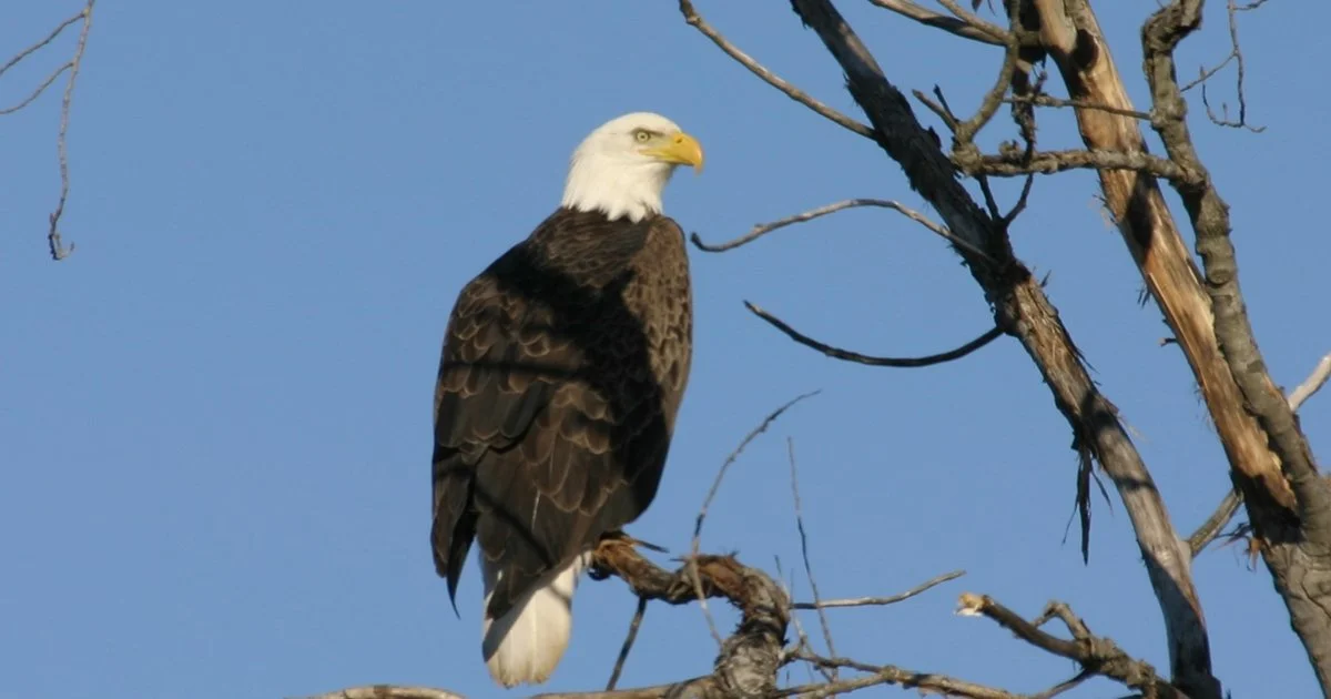 Eagle Watching Days Brunch