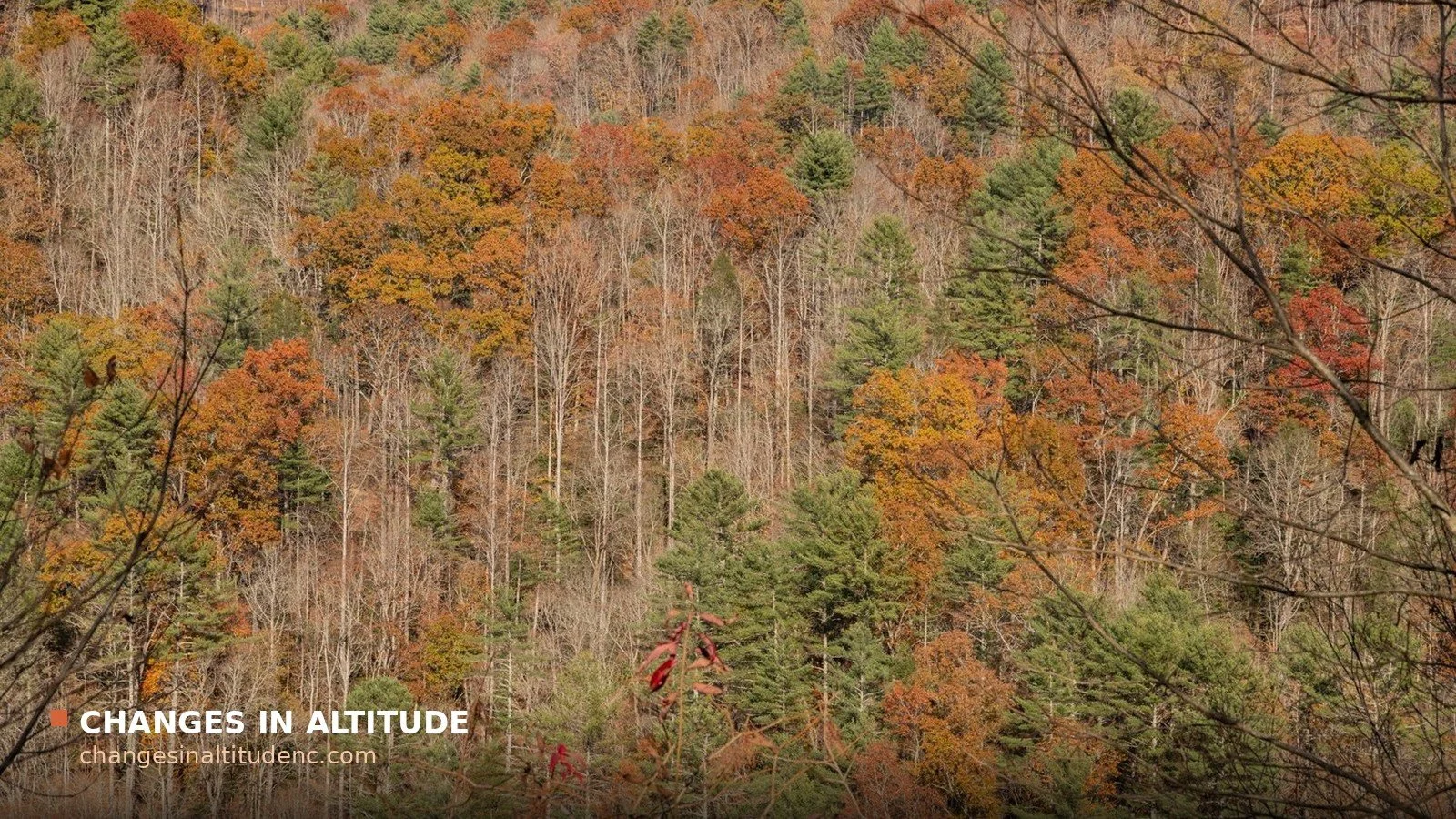 When Do the Leaves Change in the NC Mountains? A Fall Color Guide for 2026