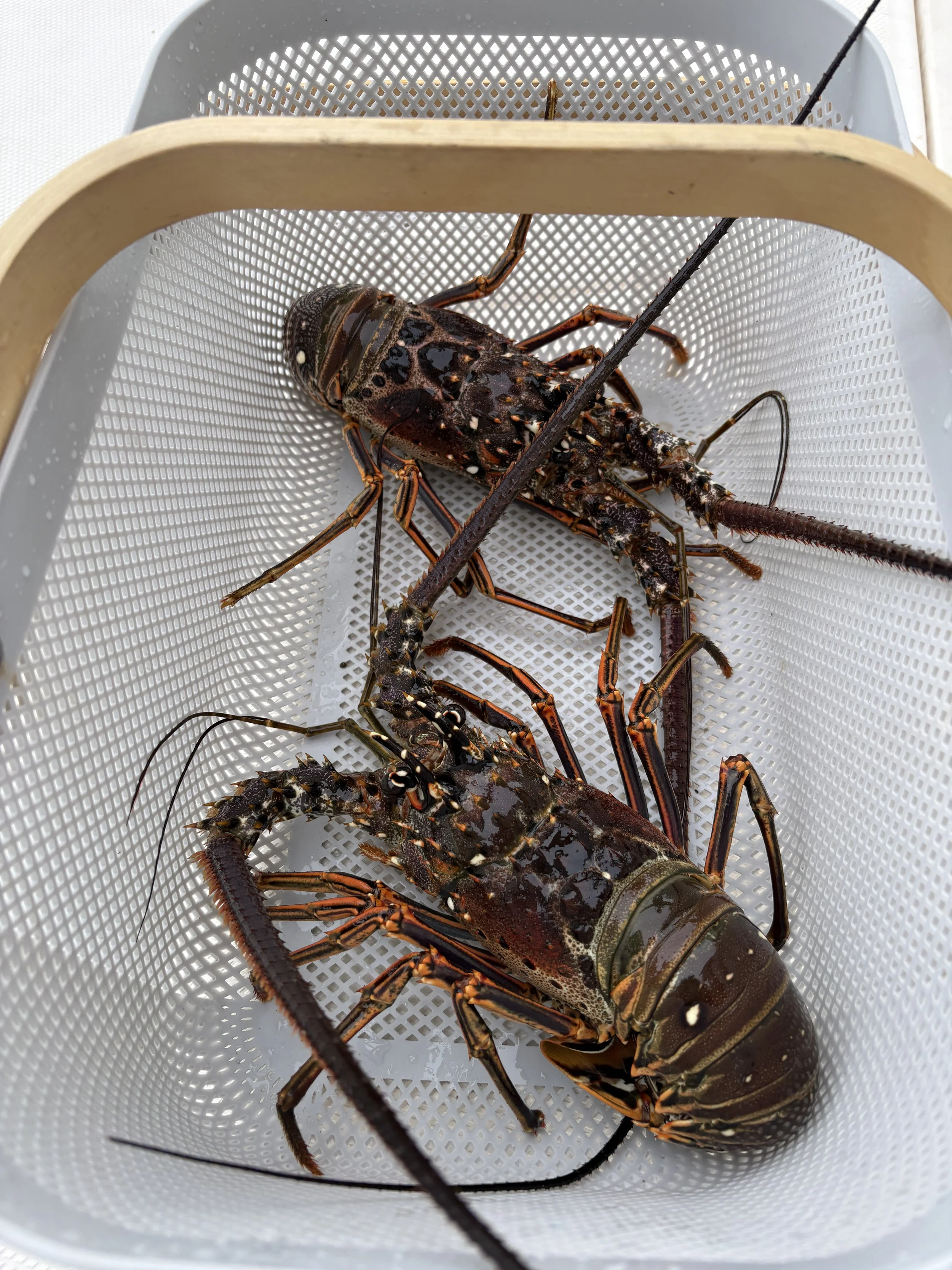 $5 lobster brought round by a local in his canoe