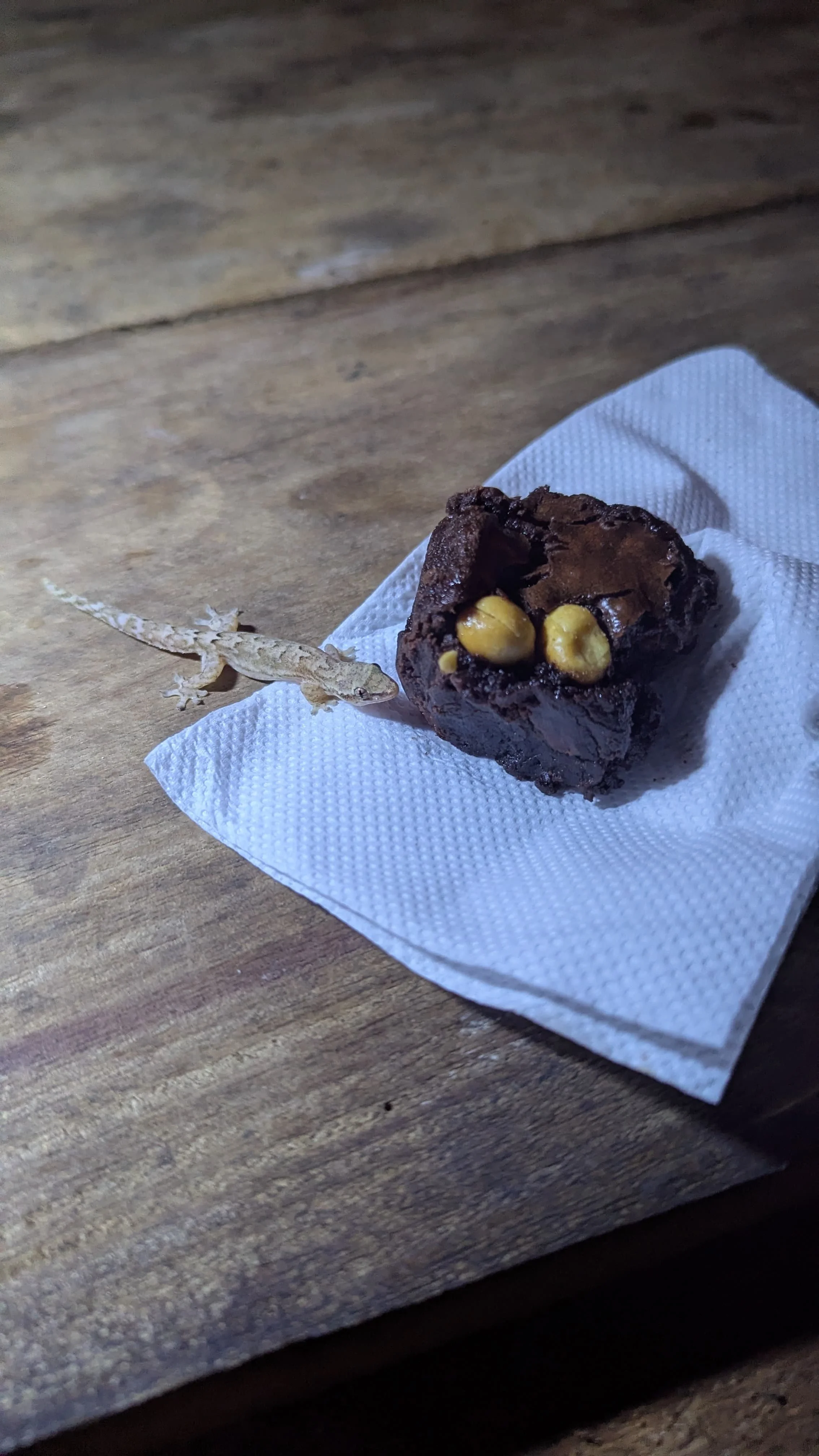 little gecko friend enjoying a chocolate brownie