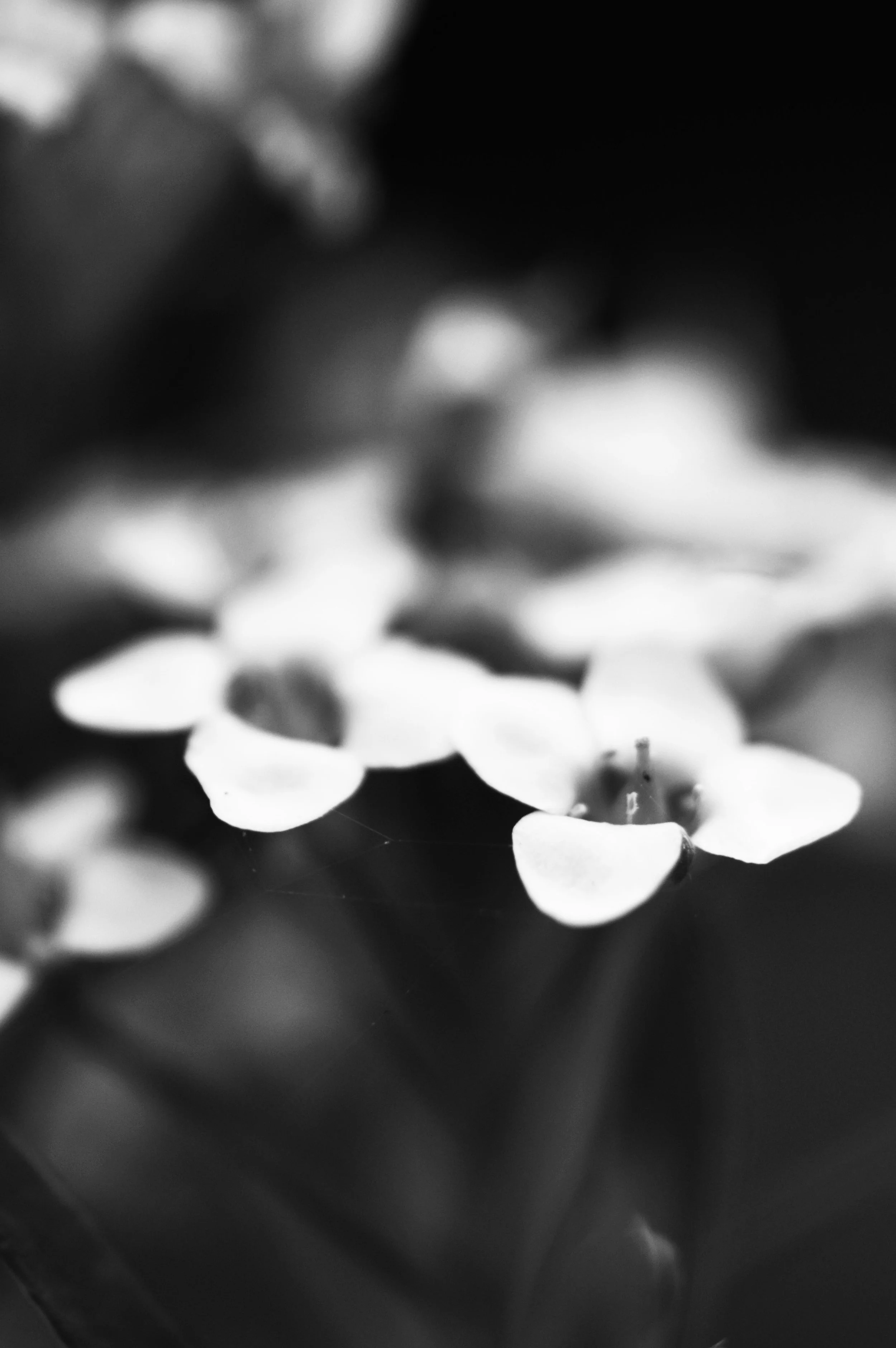 DSC_0075fa.jpg