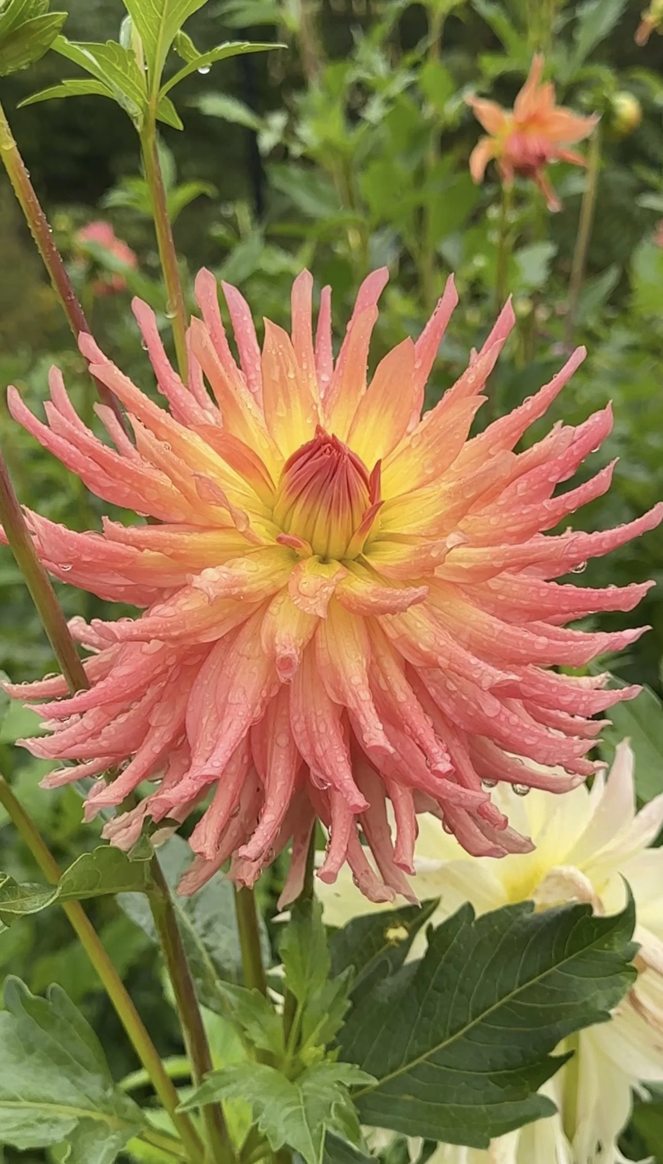 Dahlia Tuber Camano Stika