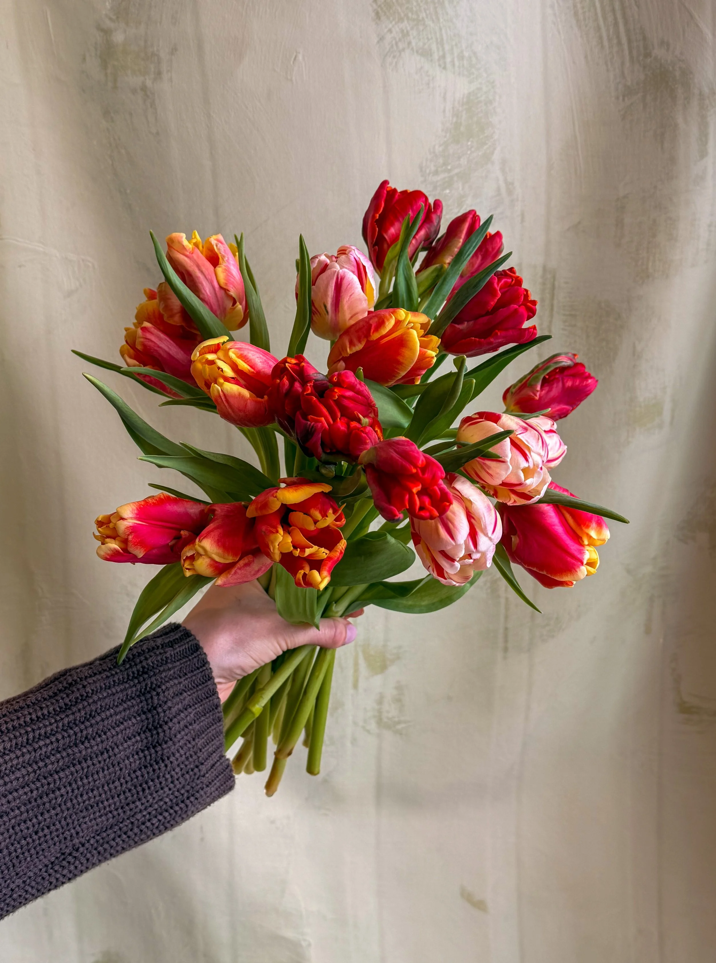 Heirloom Tulips Subscription - A month of Tulips