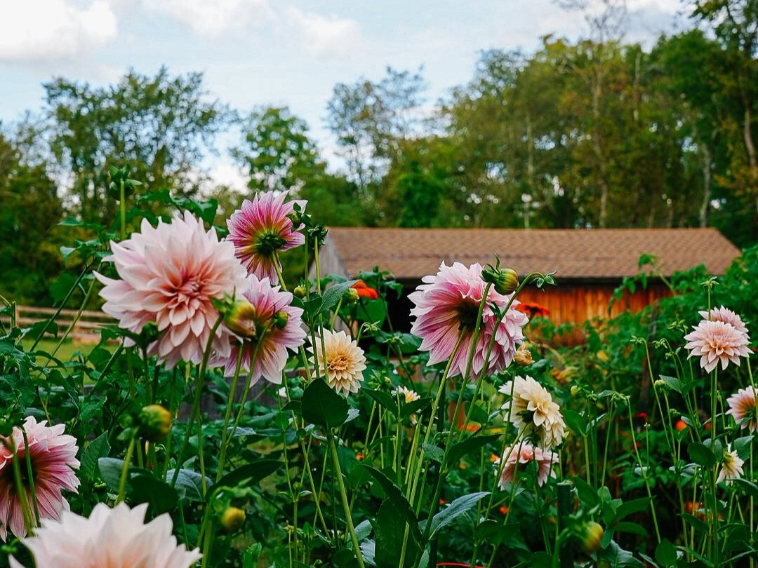 dahlia-field-hudson-valley-upstate-ny.jpg