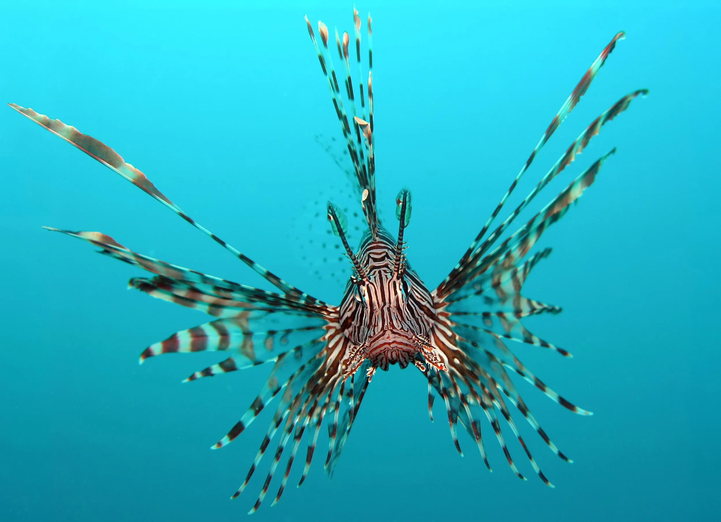 The lionfish story!