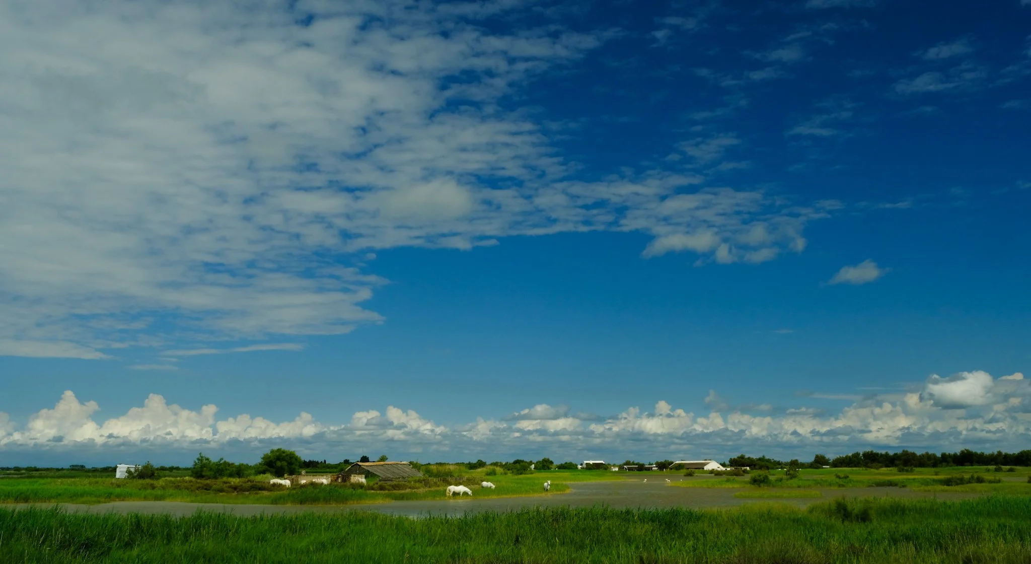 safari web v01-2.JPG