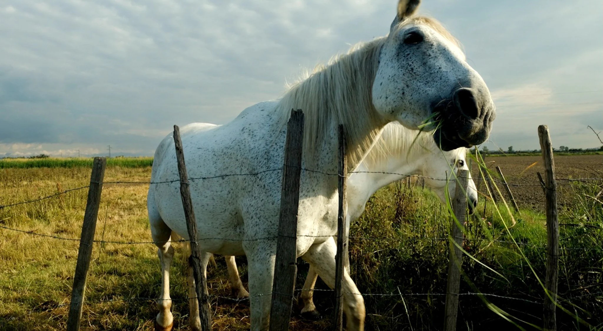 horse web v01-2.jpg