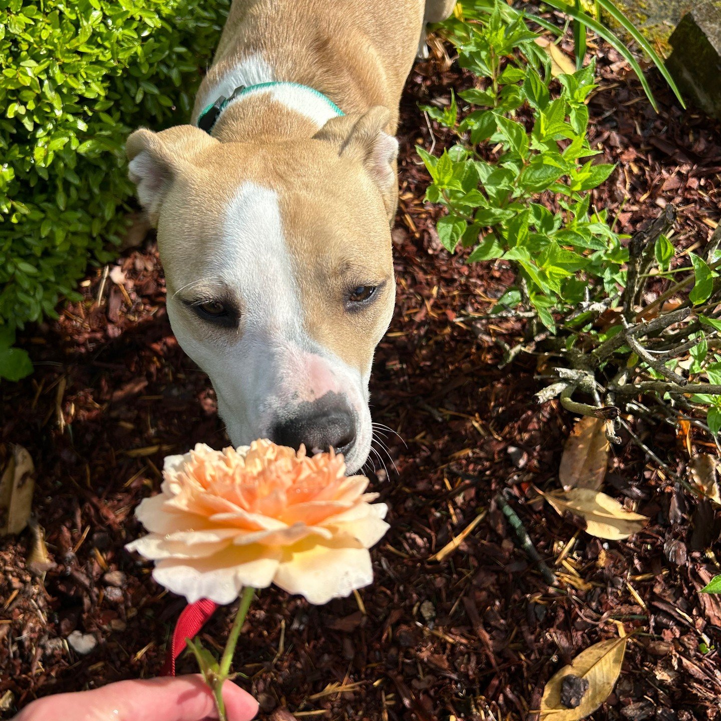 Pop Tart getting a whiff of the first rose of spring...it must have smelled delicious to her since she then tried to eat it. Also, if you are in the Nashville area on 5/23, I will be reading at the venerable Poet's Corner at Scaritt Bennett Center al