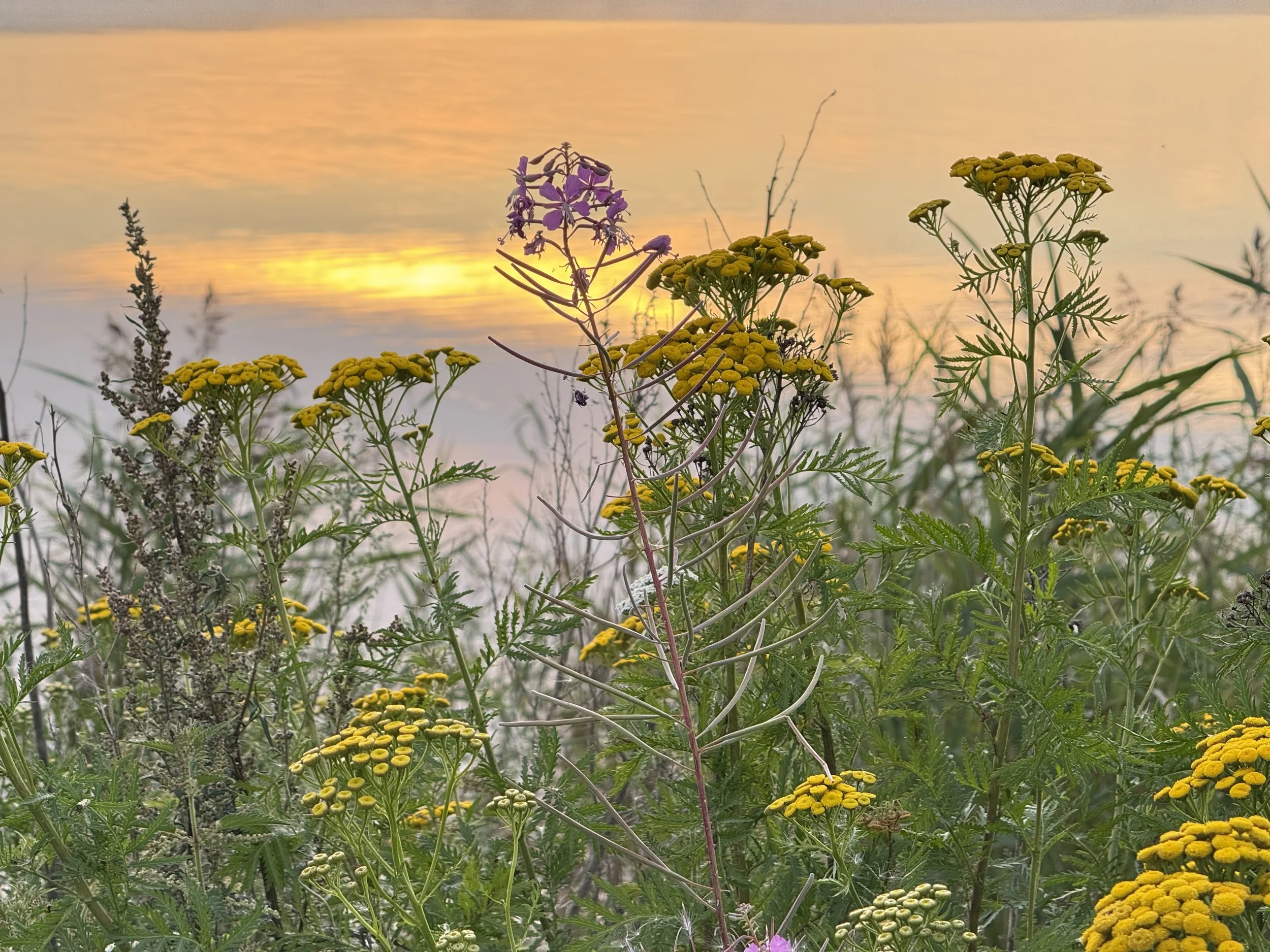 September in Muhu +25°C and the beach season is back
