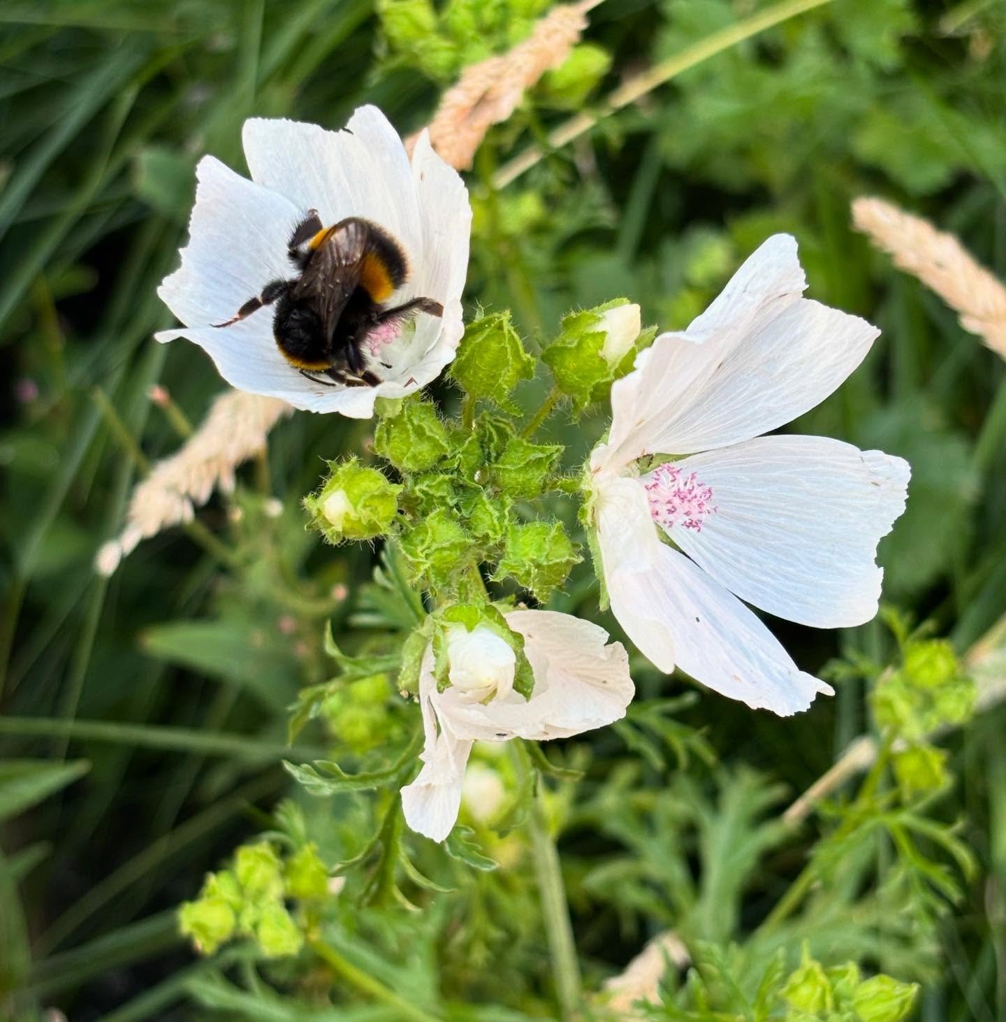Beautiful musk mallows have appeared in my overgrown back garden! I have absolutely no idea where they came from. But they’re thriving and so are the bees 🐝 🌺