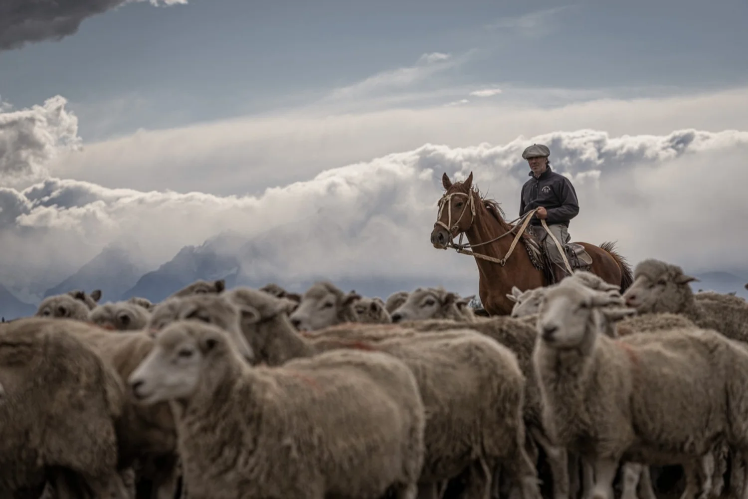 Un pastor a caballo en un campo con ovejas, montañas y cielo nublado de fondo
