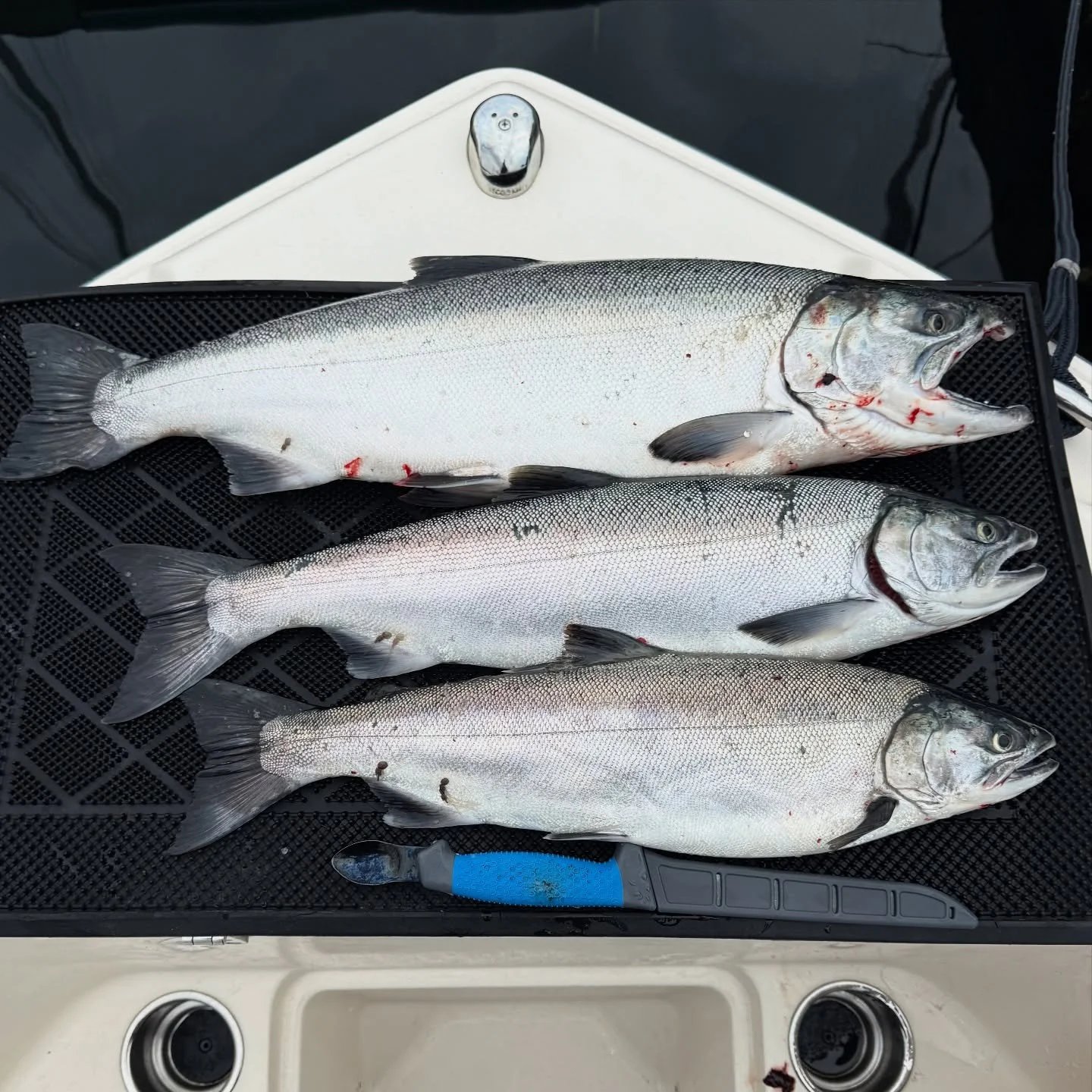 Cohos are holding strong this season. Rods are bending and nets are filling. Reserve your spot today! 

#tengucharters #salmon #salmonfishing #coho 
#edmondsmarina #fishingseason #gradywhite #fishingisacontactsport #washingtonstatefishing #fishinglov