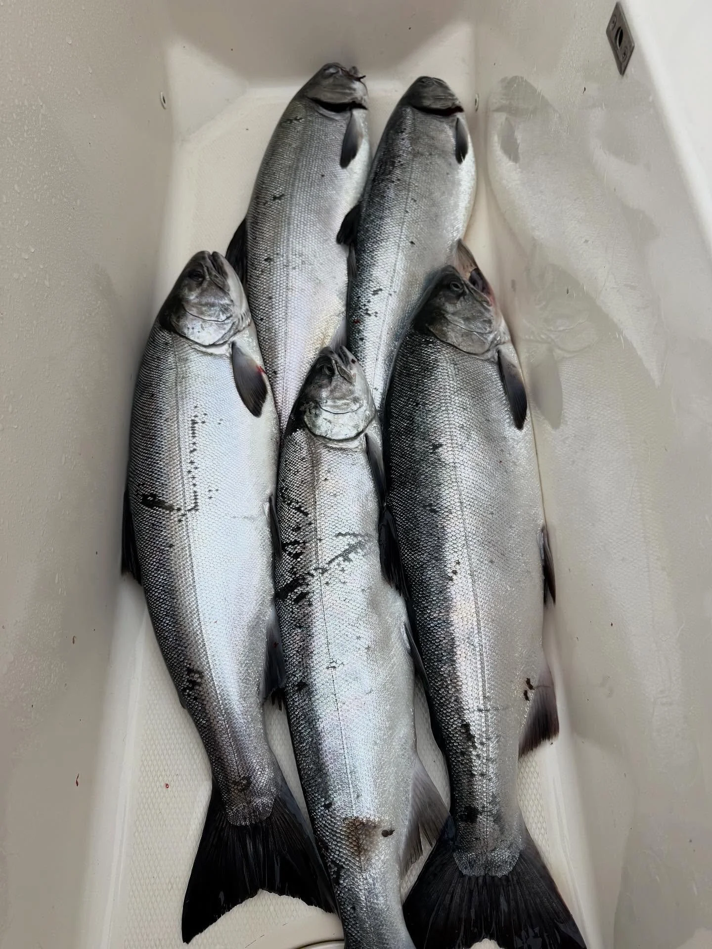 Cohos are basically jumping into the boat right now! 🎣😂 We&rsquo;ve got a few spots left this week, come on out to catch fish, flex on your friends, and make your freezer happy. Book now before the cohos unionize. 🐟🛥 #TenguCharters #CohosGoneWild