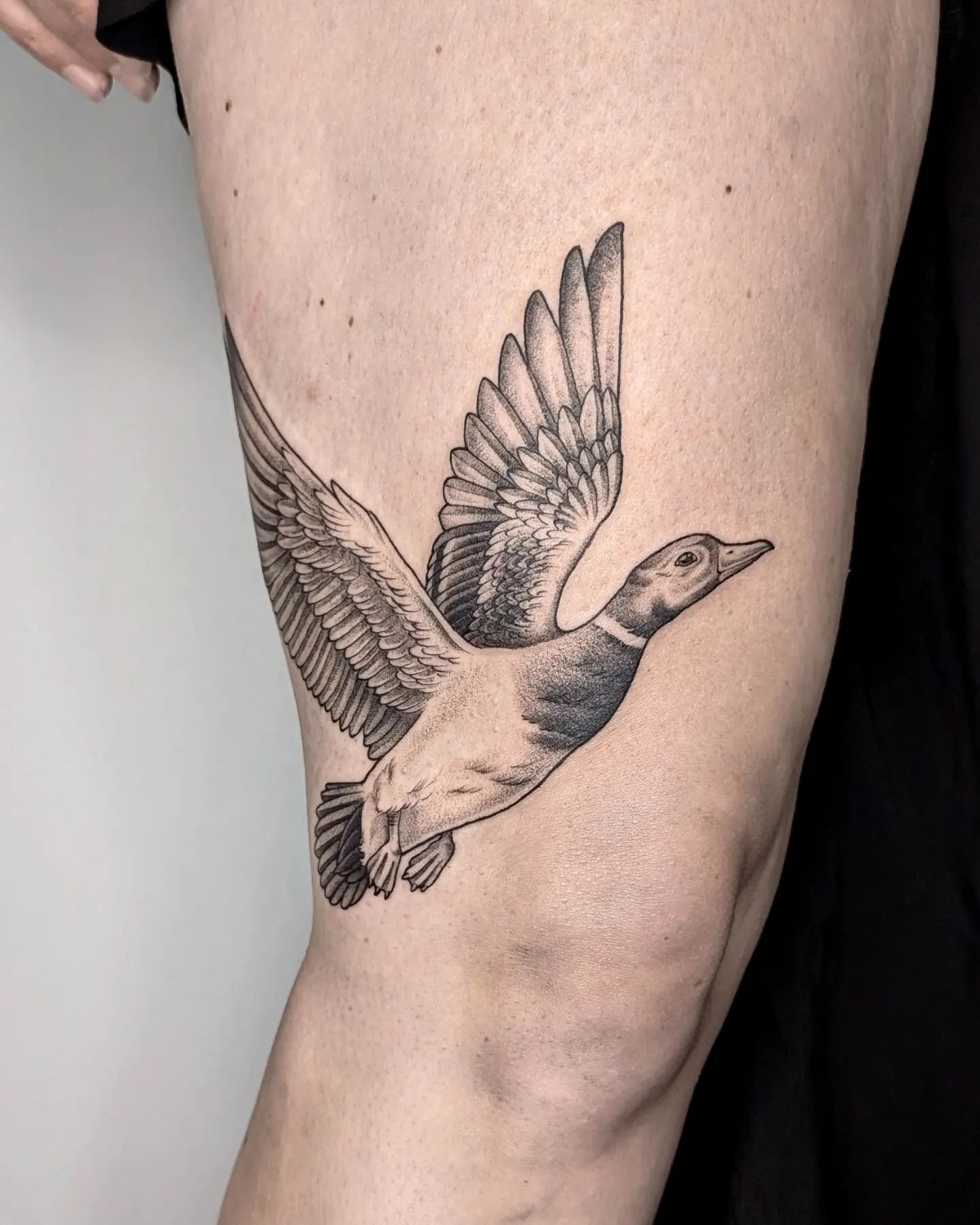 Duck 🦆

For requests: 
DM or e.swan.art@outlook.com 

#duck #ducktattoo #ente #tattoo #tattooart #tattooist #work #berlin #berlintattoo #art #artist #ink #inked #fly #freedom
