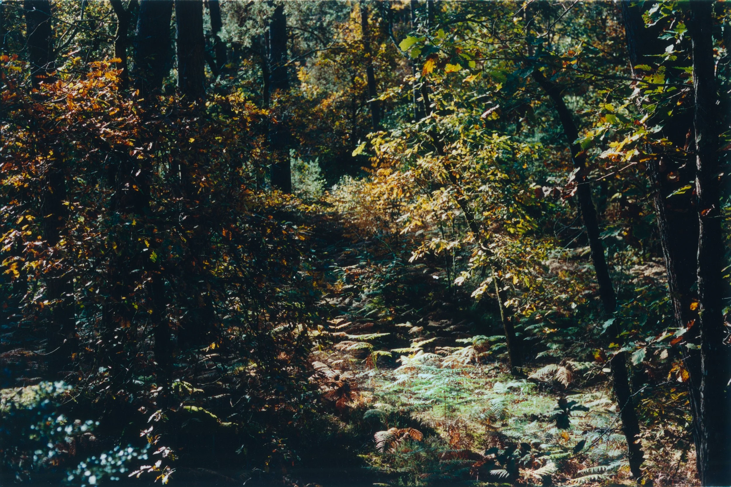 portfolio liminale.jpg