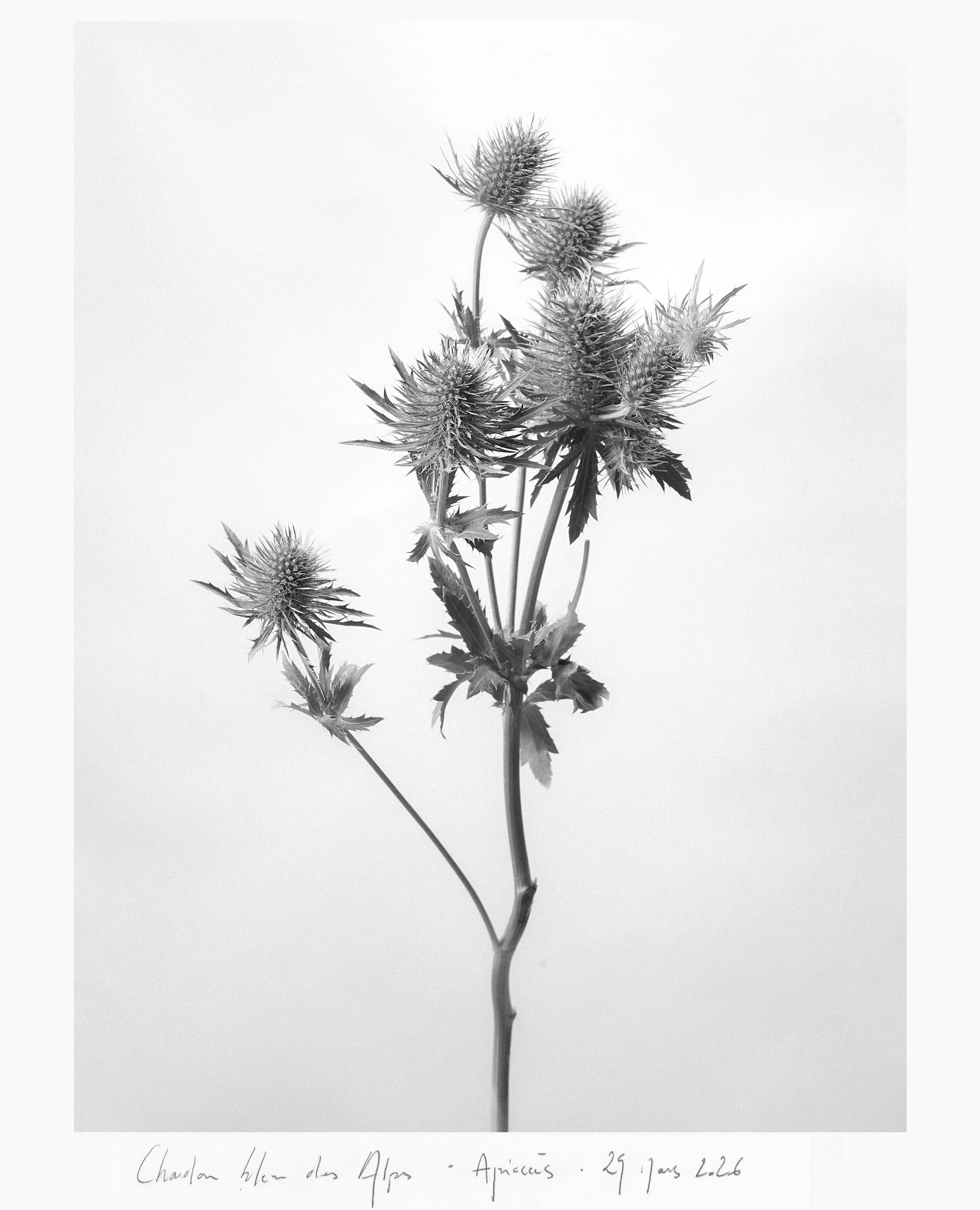 portfolio liminale-5.jpg