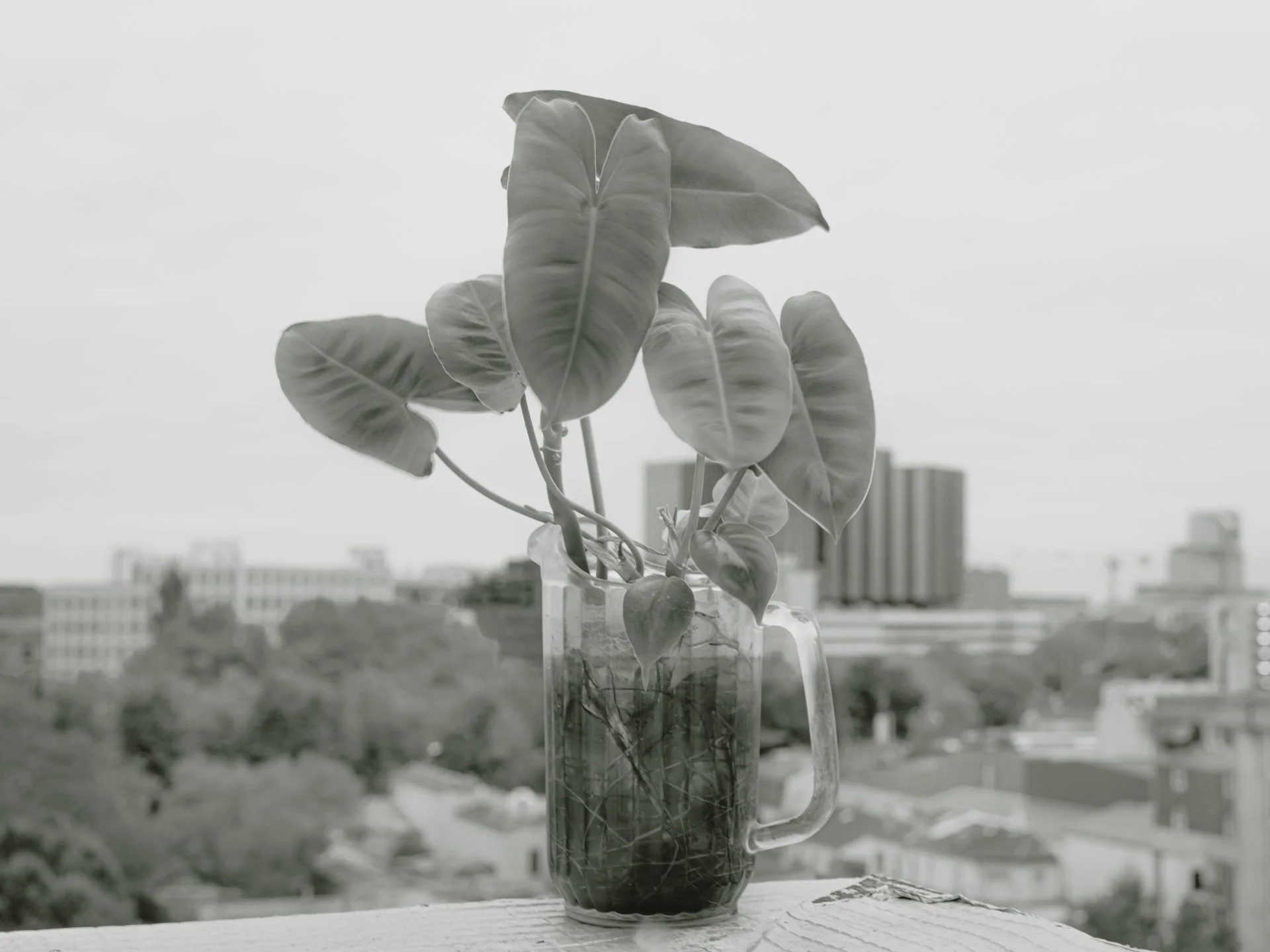 portfolio liminale-10.jpg