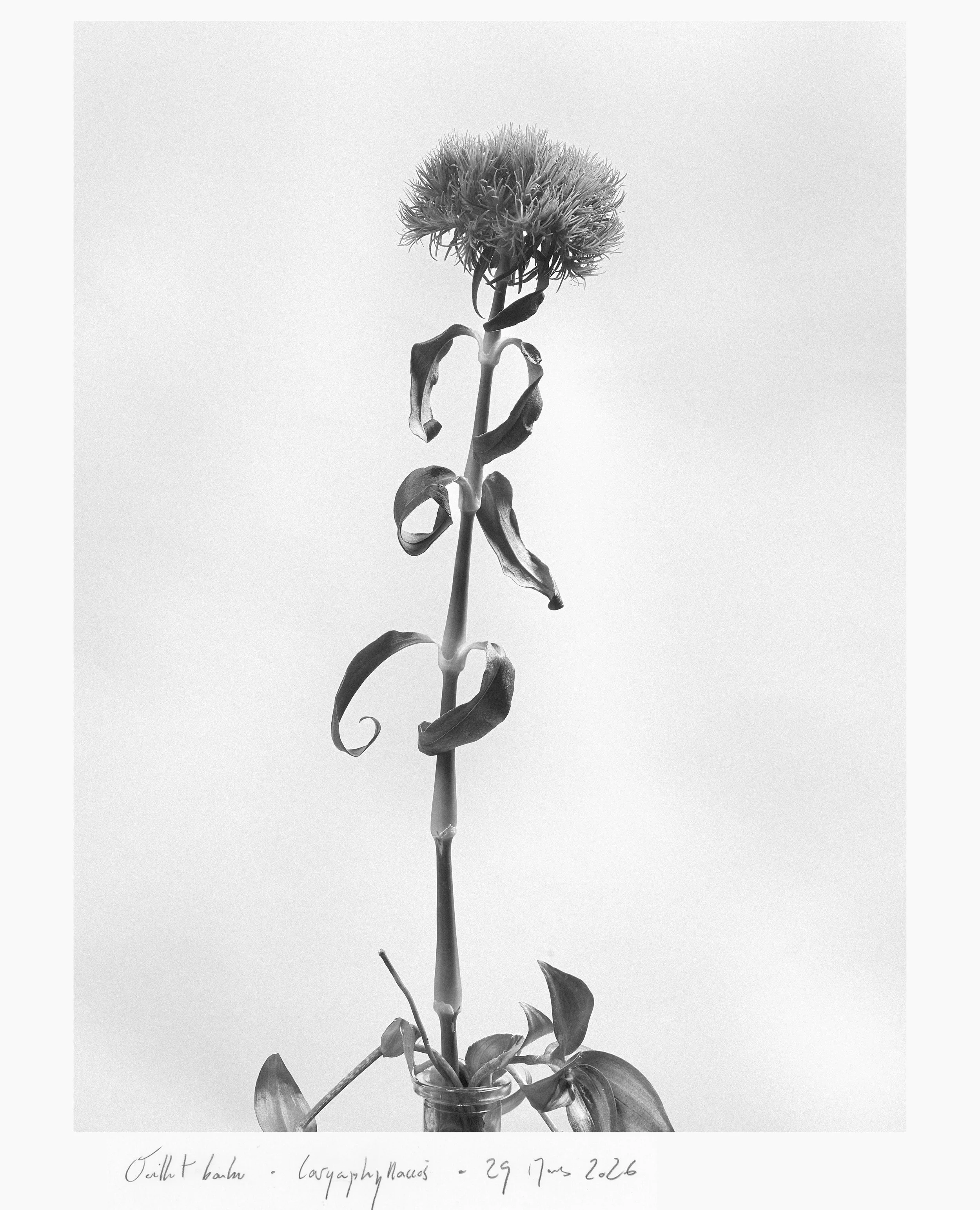 portfolio liminale-3.jpg