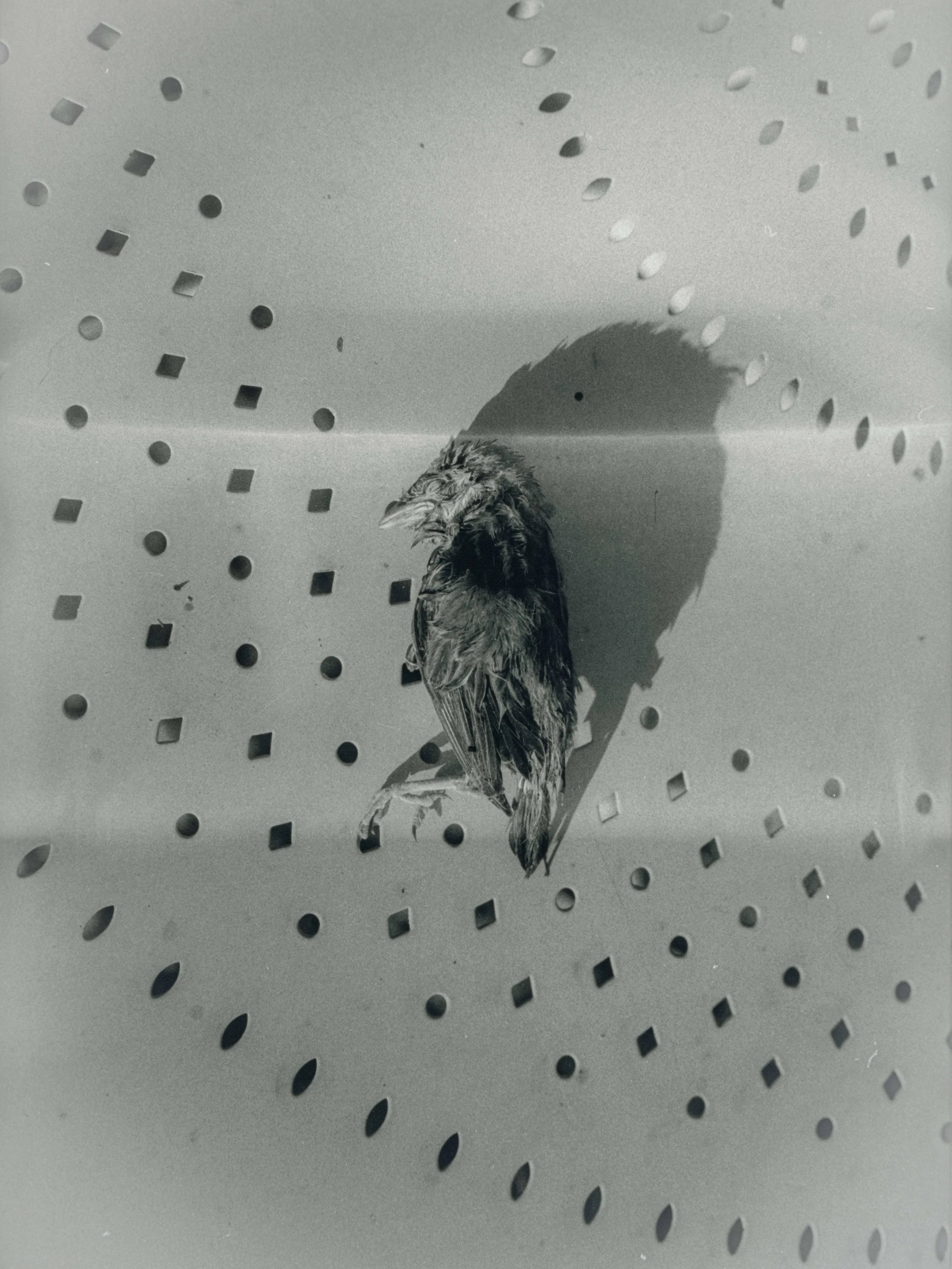 portfolio liminale.jpg